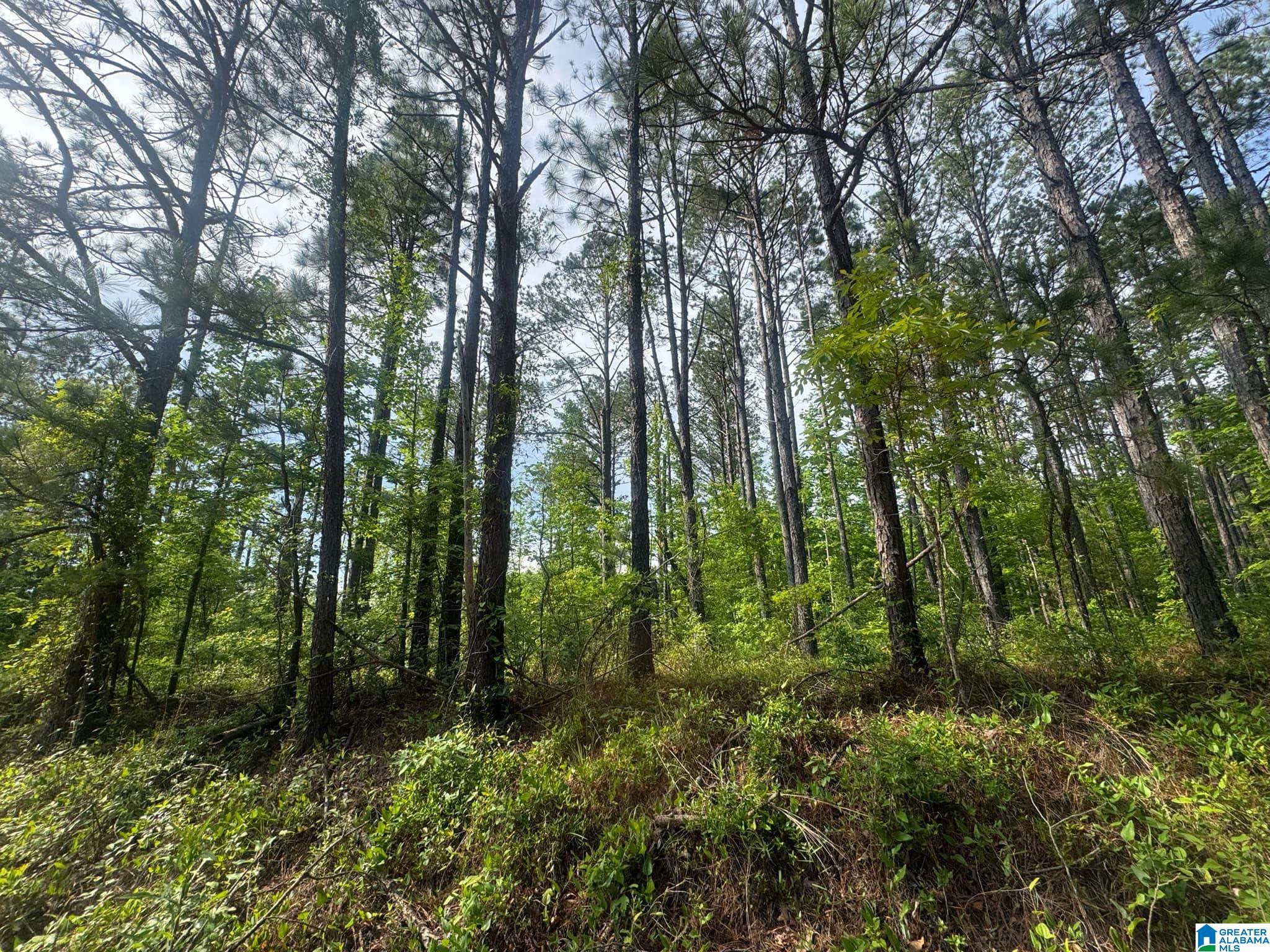 0 COUNTY ROAD 349