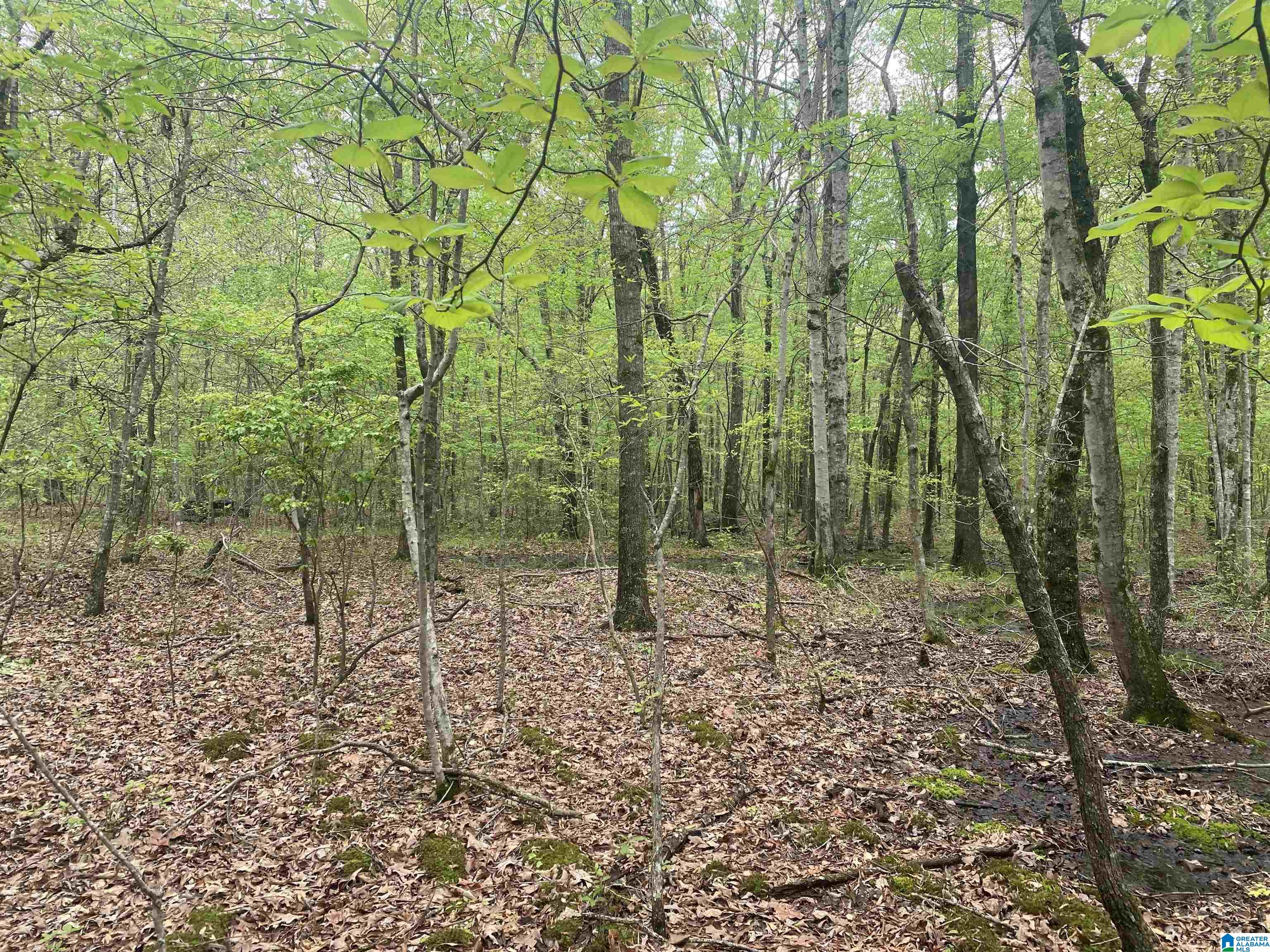2499 CARTER ROAD