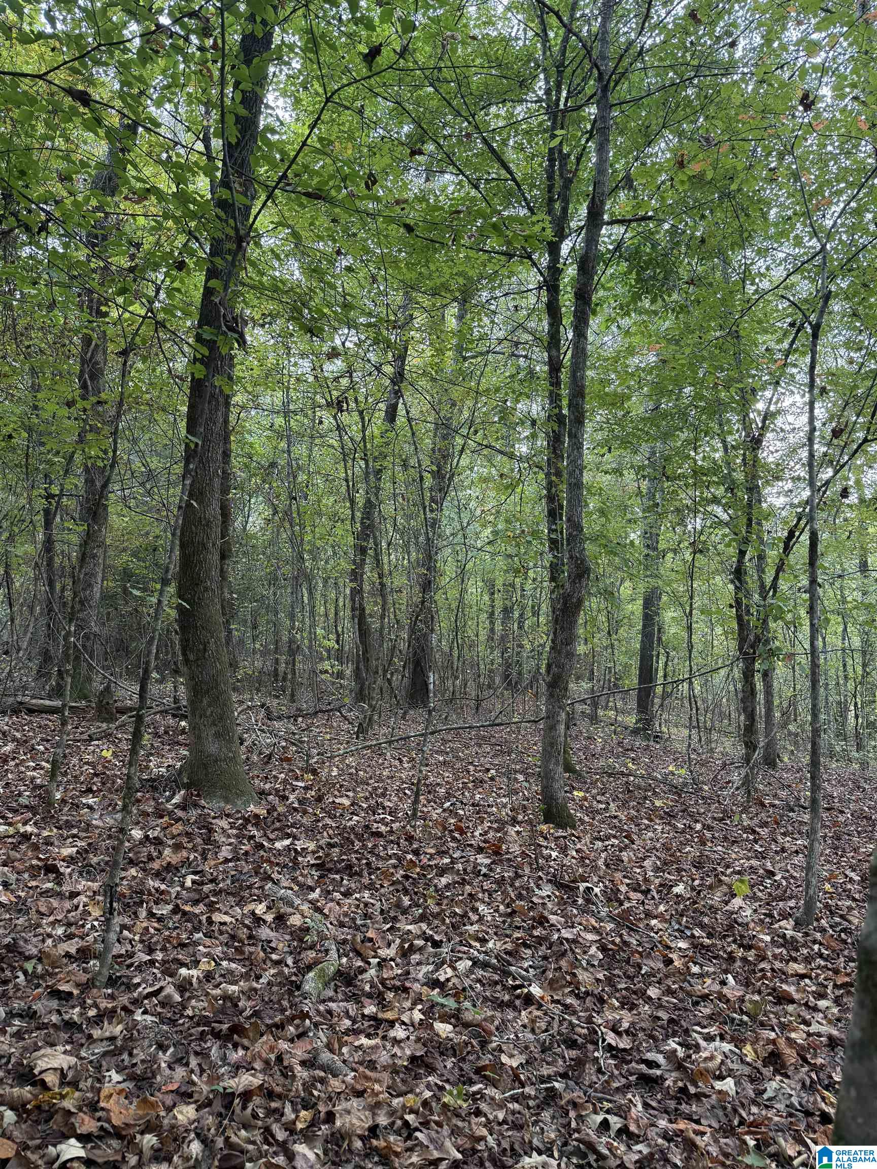 Homes for sale in Pell City, AL | 4 Sweet Apple Road, Pell City, AL 35128 | MLS# 21421801