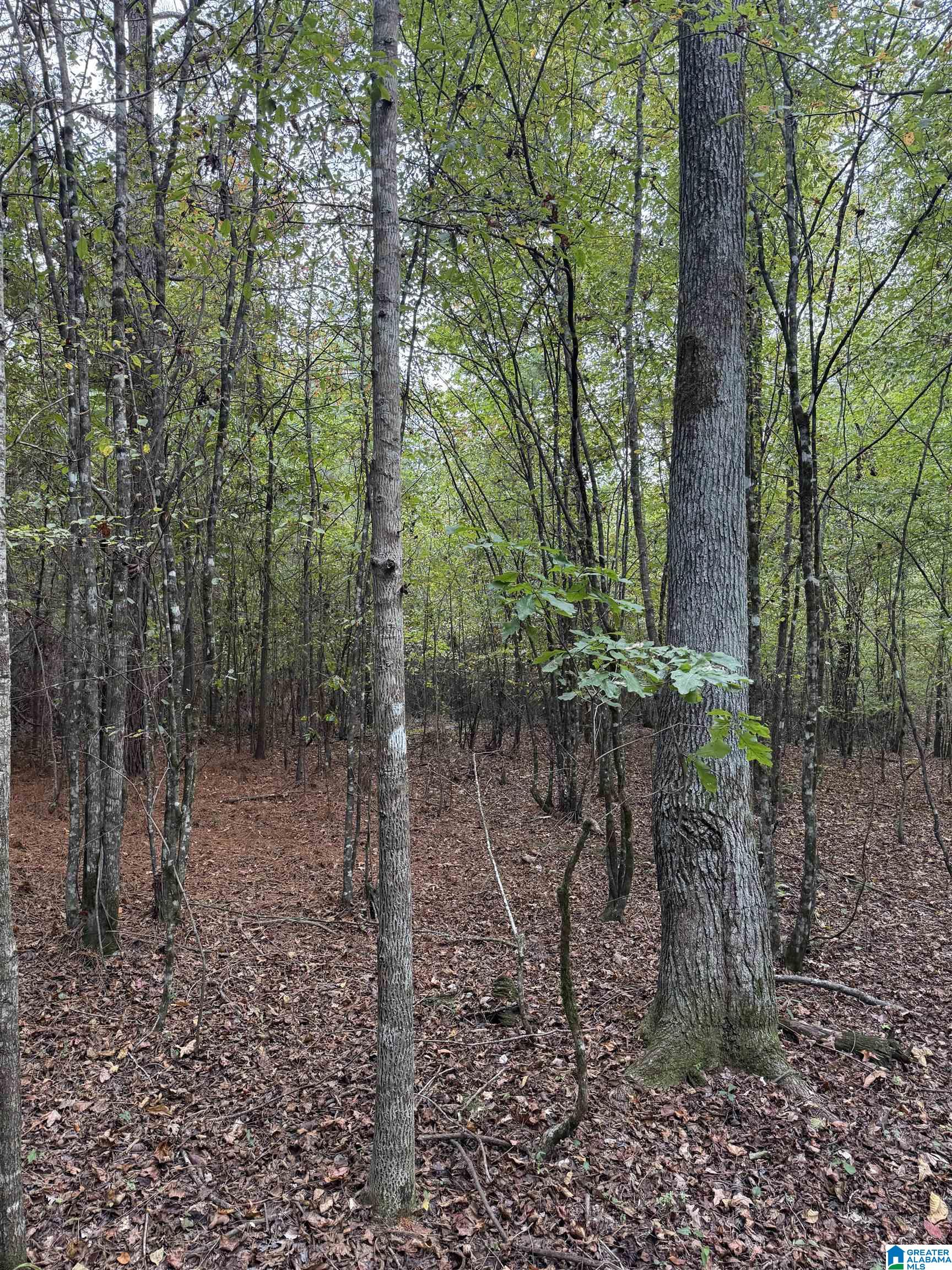 Homes for sale in Pell City, AL | 4 Sweet Apple Road, Pell City, AL 35128 | MLS# 21421801