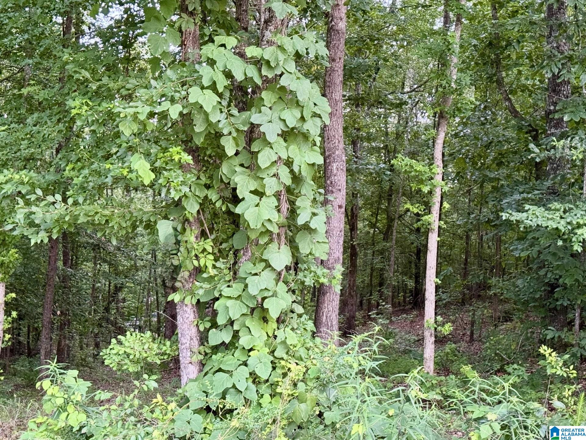 Homes for sale in Wedowee, AL | 0 County Road 897, Wedowee, AL 36278 | MLS# 21424192