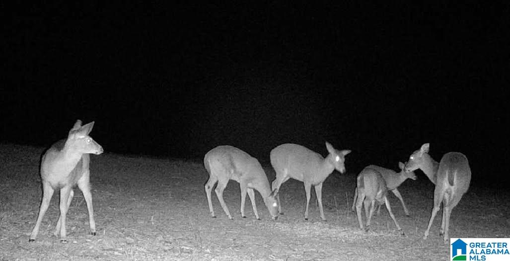 Homes for sale in West Blocton, AL | 2718 Old Woodstock Road, West Blocton, AL 35184 | MLS# 21424649