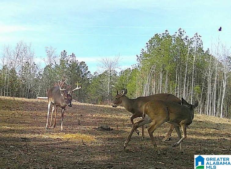 Homes for sale in West Blocton, AL | 2718 Old Woodstock Road, West Blocton, AL 35184 | MLS# 21424649