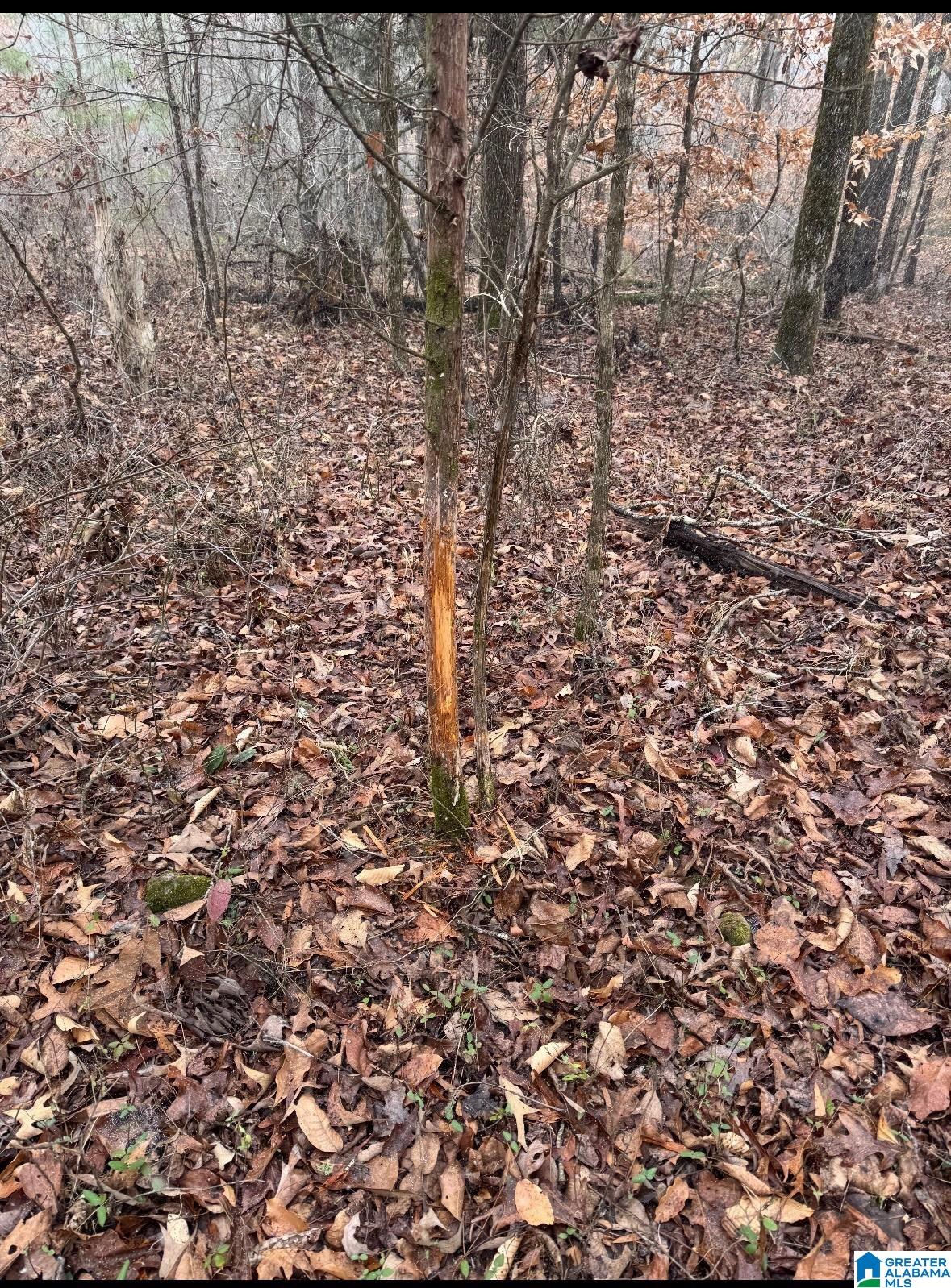 Homes for sale in Vandiver, AL | #1 Hwy 55, Vandiver, AL 35176 | MLS# 21425642