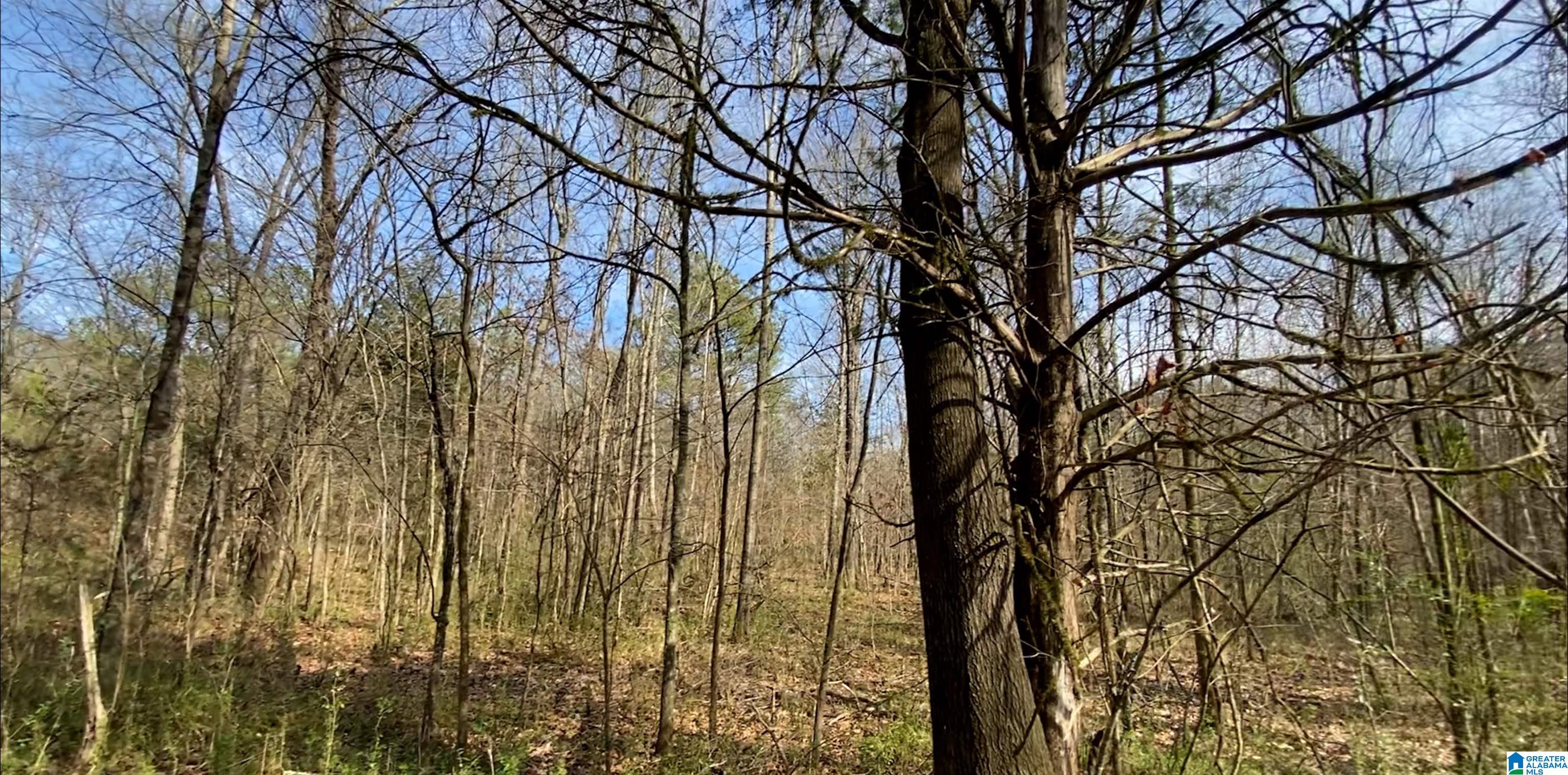 0 HIGHWAY 231 ASHVILLE : Tutt Real Estate