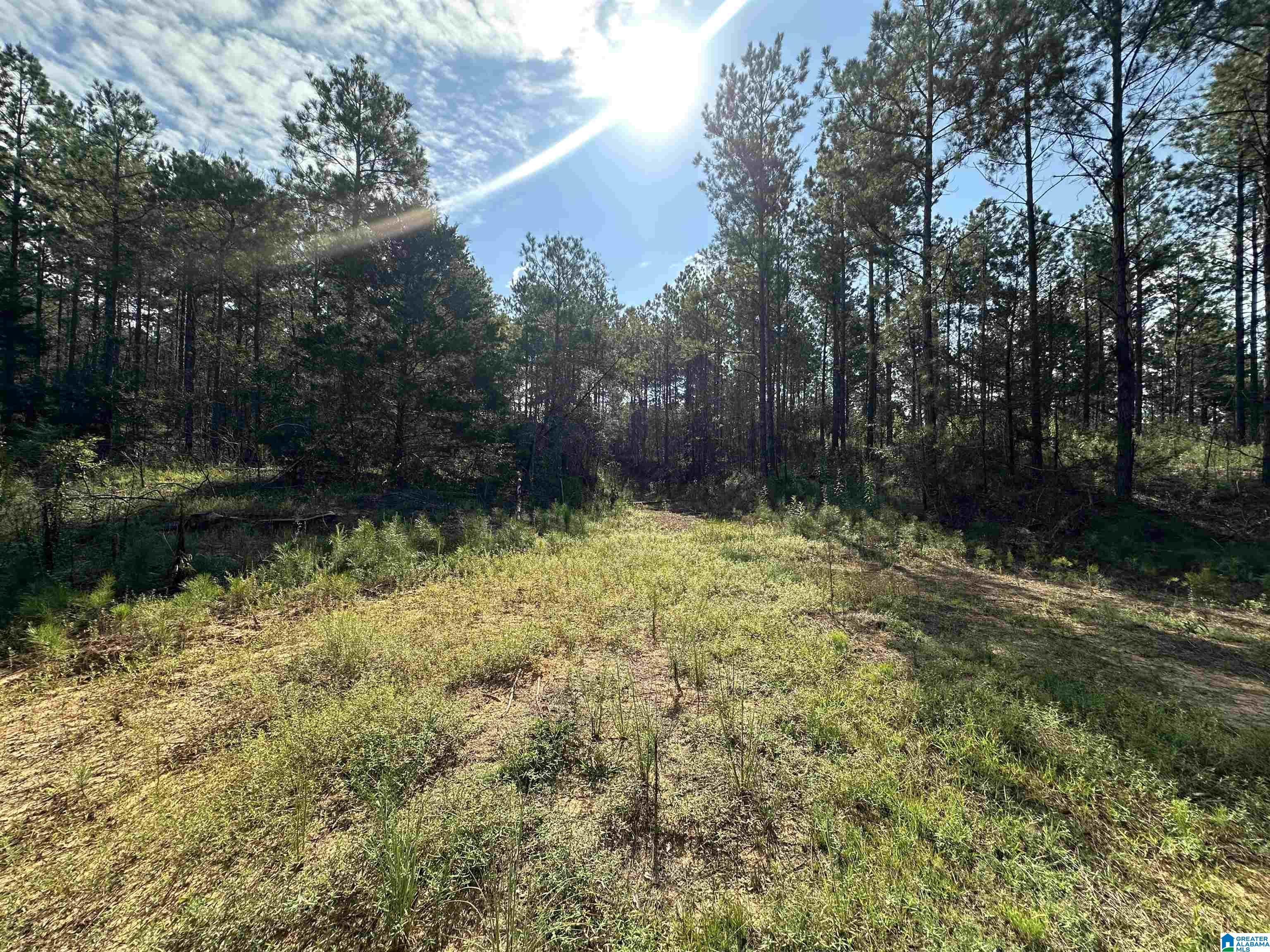 Homes for sale in Maplesville, AL | 0 County Road 336, Maplesville, AL 36750 | MLS# 21429864