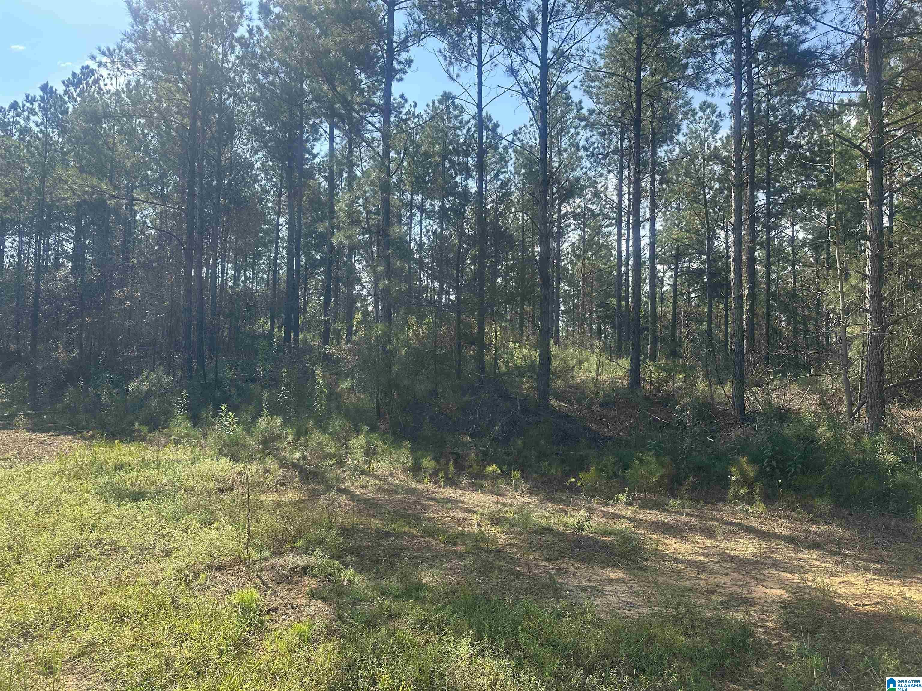 Homes for sale in Maplesville, AL | 0 County Road 336, Maplesville, AL 36750 | MLS# 21429864