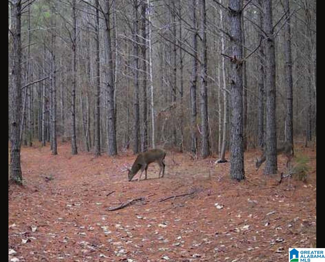 Homes for sale in Maplesville, AL | 0 County Road 336, Maplesville, AL 36750 | MLS# 21429864