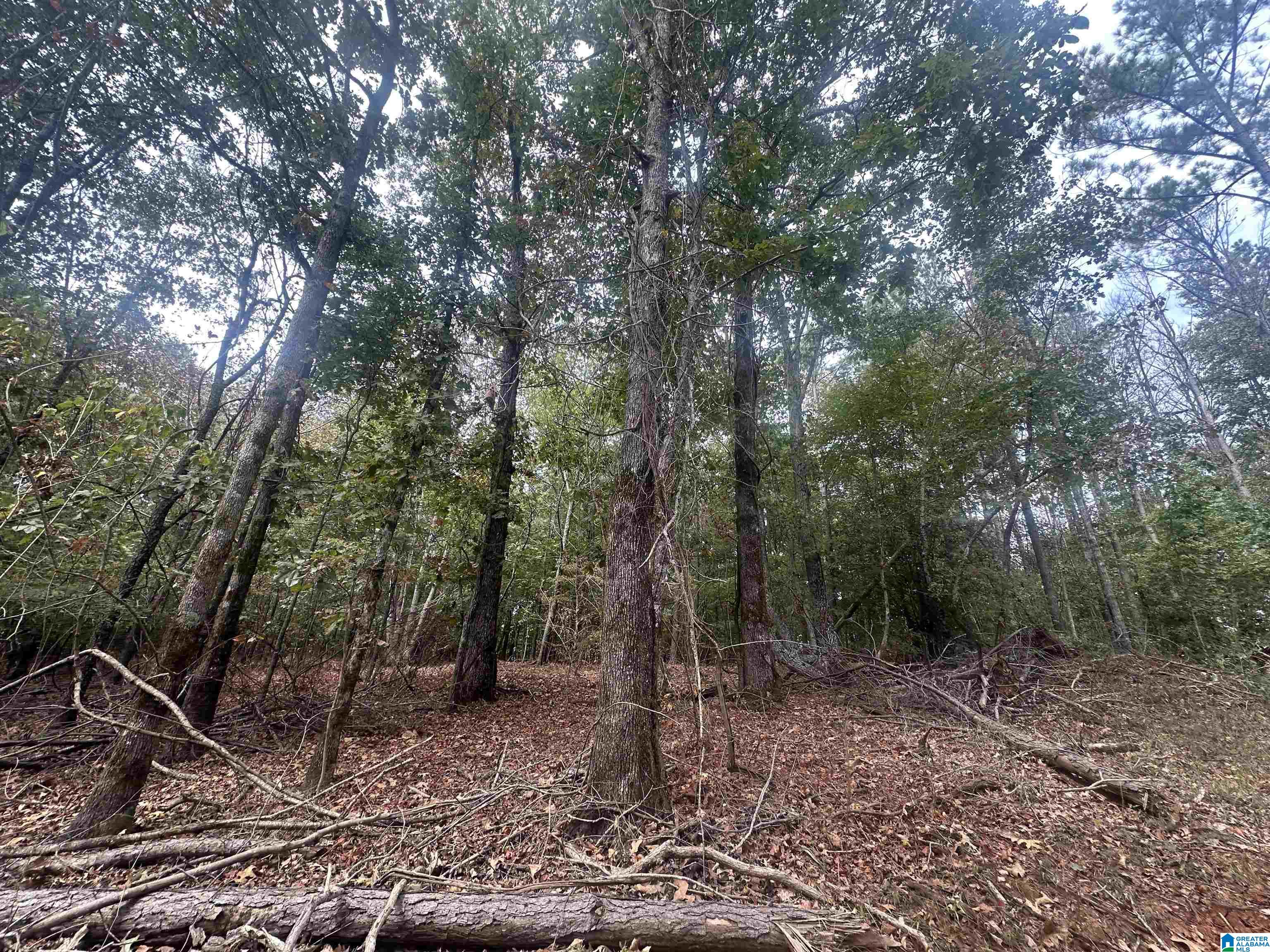 Homes for sale in Delta, AL | 0 Smith Mill Road, Delta, AL 36258 | MLS# 21431801