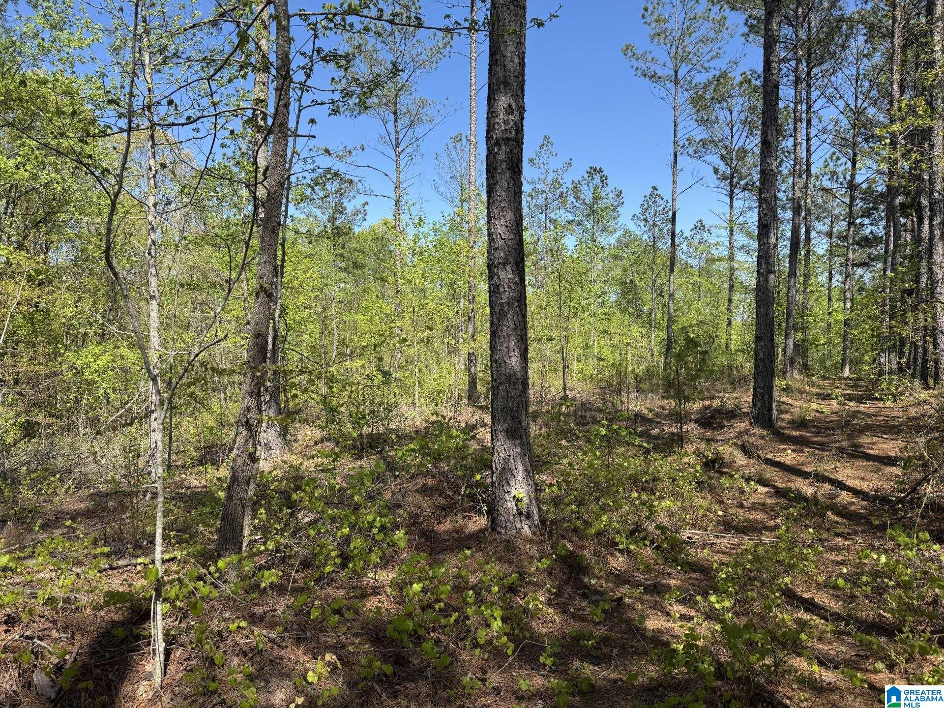 Homes for sale in Roanoke, AL | Tract 2 County Road 268, Roanoke, AL 36274 | MLS# 21431951