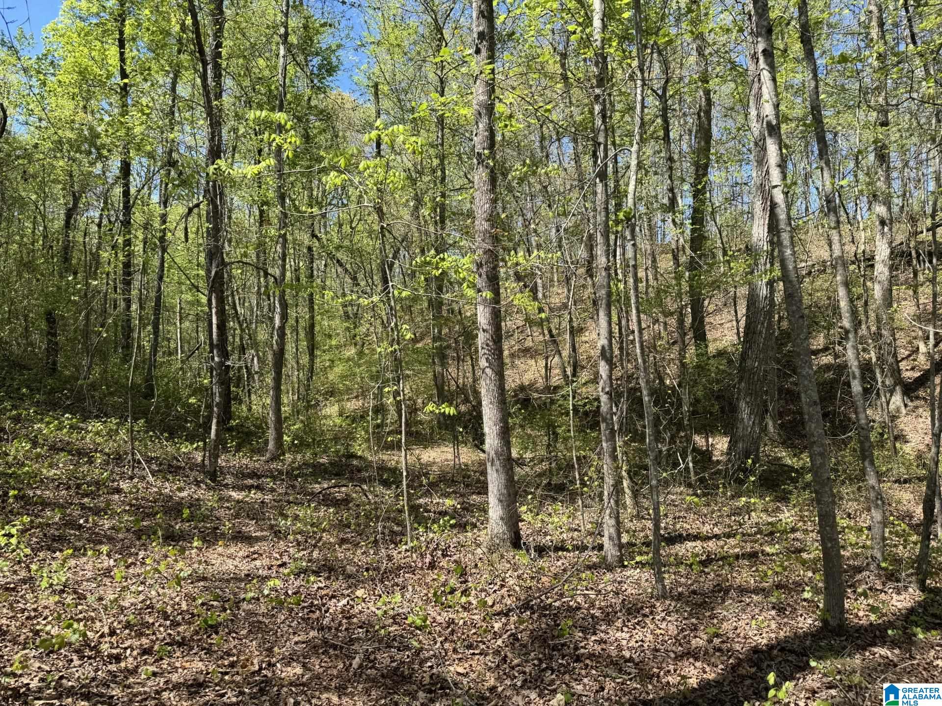 Homes for sale in Roanoke, AL | Tract 2 County Road 268, Roanoke, AL 36274 | MLS# 21431951