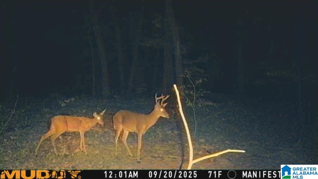 Homes for sale in Springville, AL | 240 Larkhaven Lane, Springville, AL 35146 | MLS# 21432707