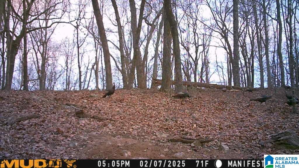 Homes for sale in Springville, AL | 240 Larkhaven Lane, Springville, AL 35146 | MLS# 21432707