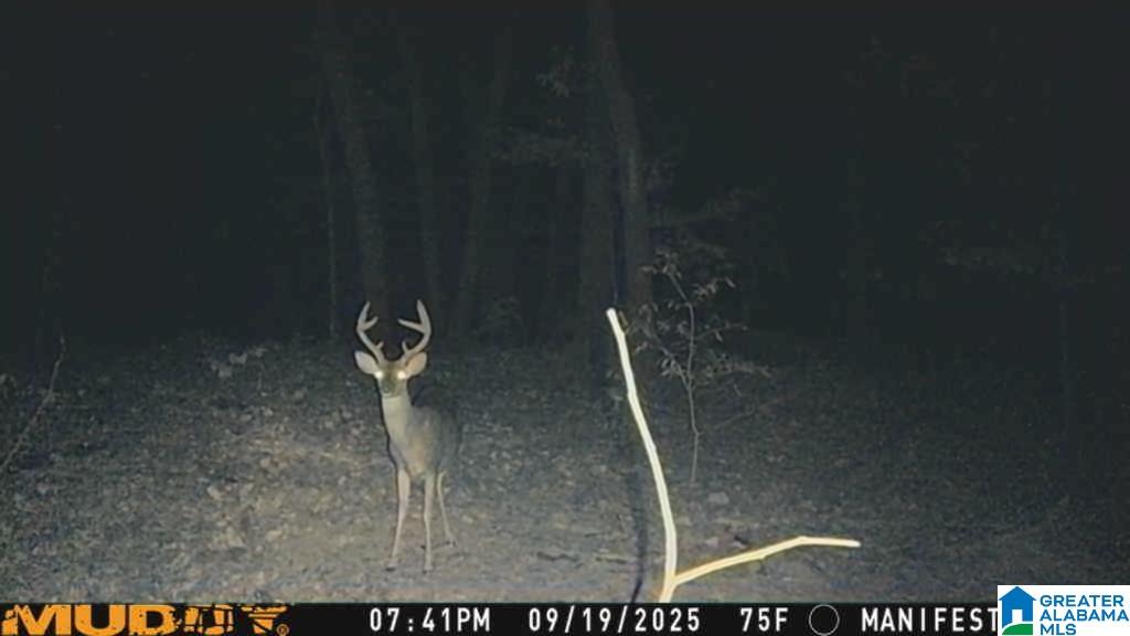 Homes for sale in Springville, AL | 240 Larkhaven Lane, Springville, AL 35146 | MLS# 21432707