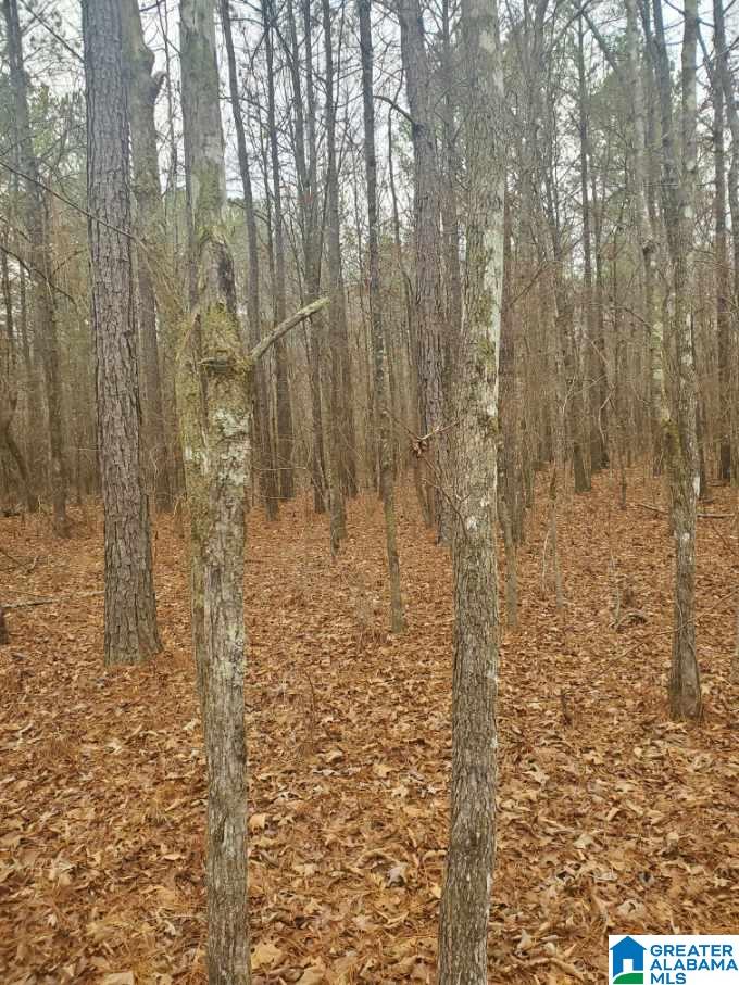 Homes for sale in Ashville, AL | 0 Wood Lane, Ashville, AL 35953 | MLS# 21433031