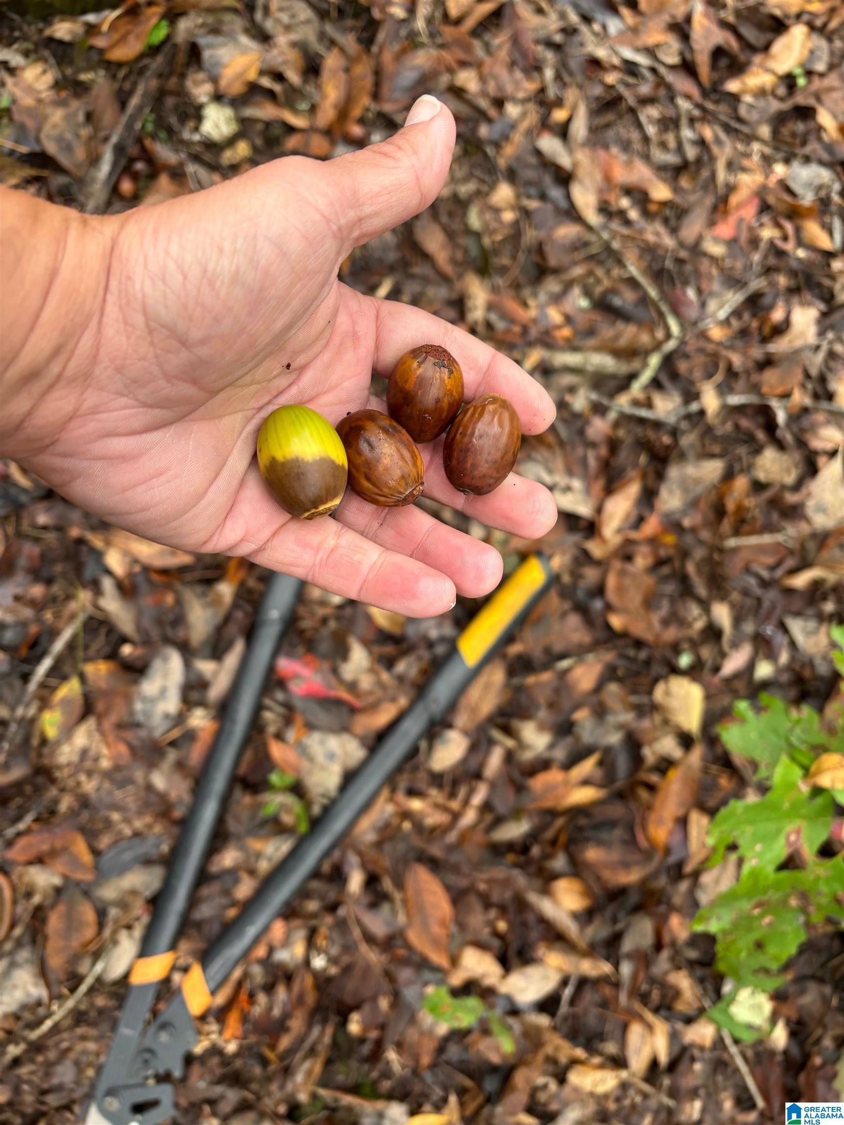 Homes for sale in Gallant, AL | Gallant Road, Gallant, AL 35972 | MLS# 21433814