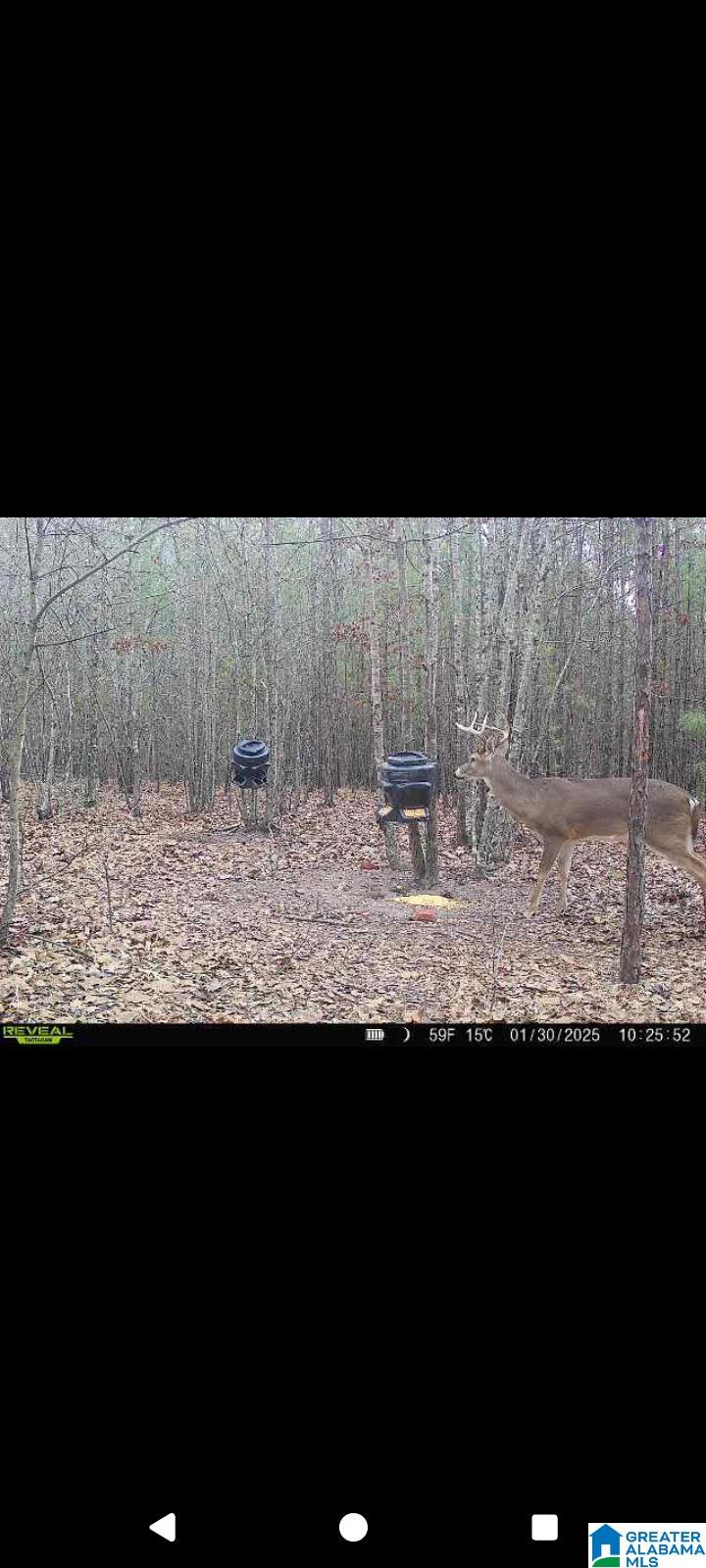 Homes for sale in Munford, AL | 0 Rolling Hills Lane, Munford, AL 36268 | MLS# 21434698