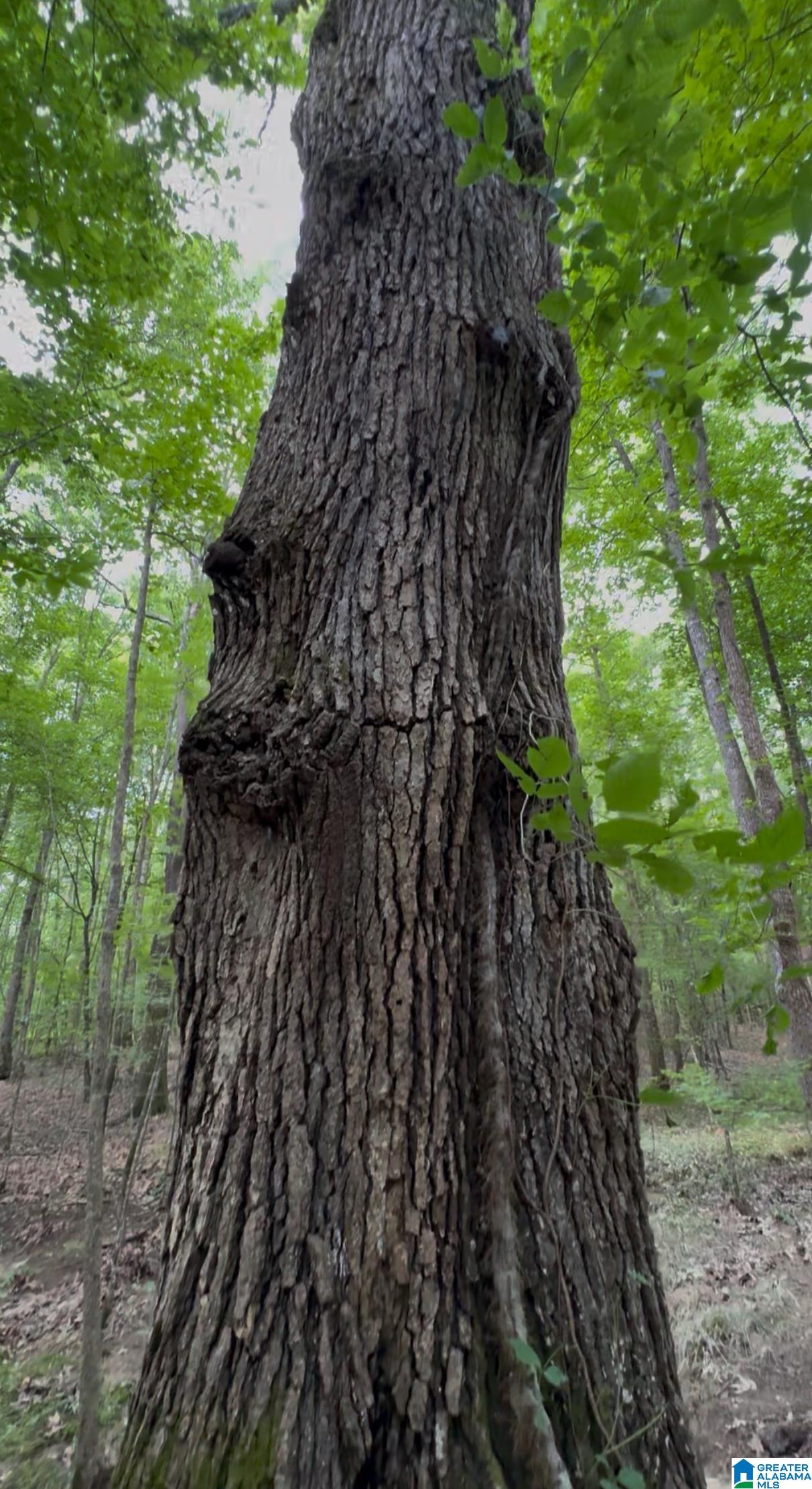 Homes for sale in Vandiver, AL | 367 Magnolia Lane, Vandiver, AL 35176 | MLS# 21435207