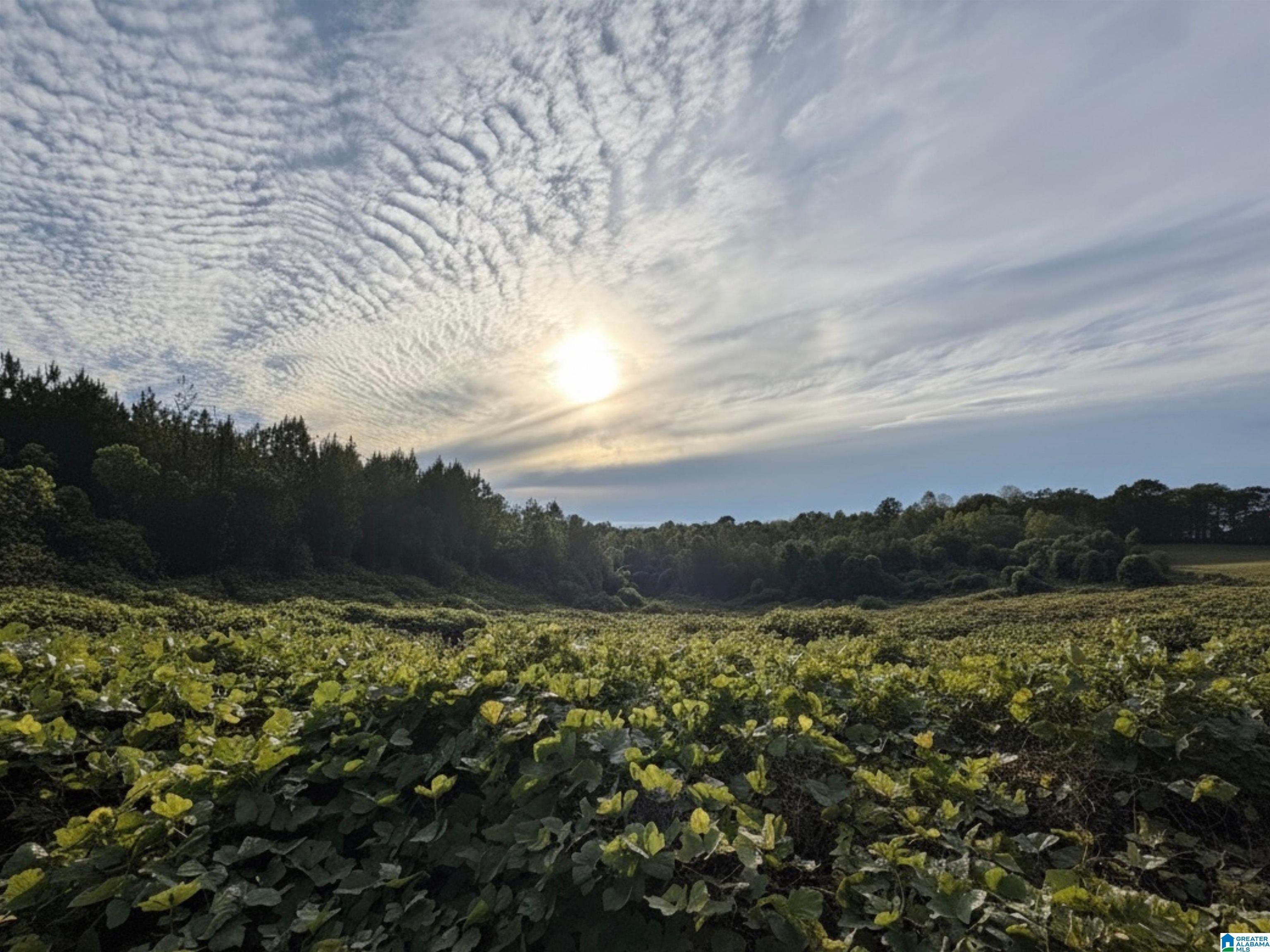 Homes for sale in Newell, AL | 0 County Road 82, Newell, AL 36280 | MLS# 21435753