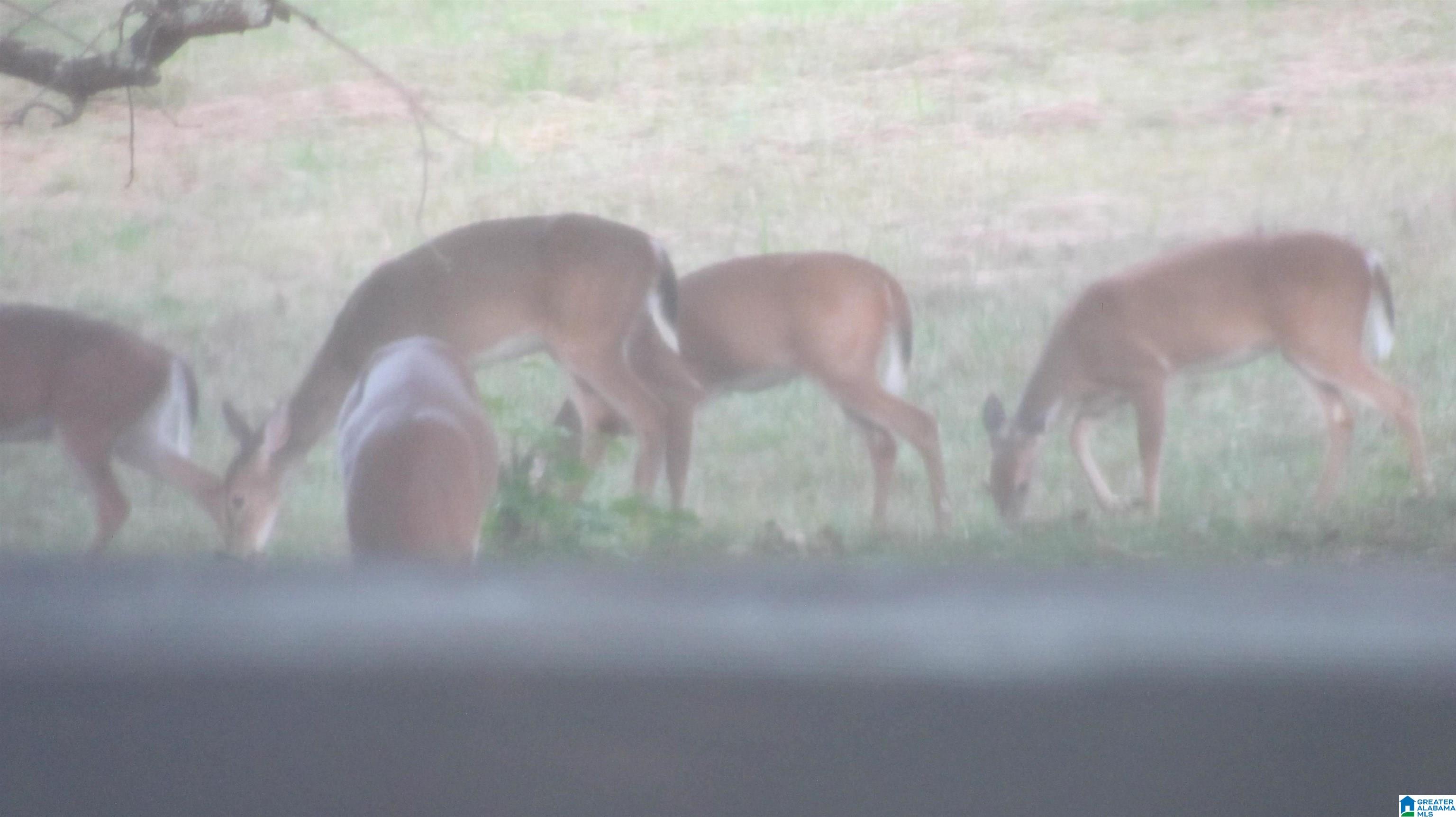 Homes for sale in Mount Olive, AL | 1864 Kelly Loop Road, Mount Olive, AL 35117 | MLS# 21436573