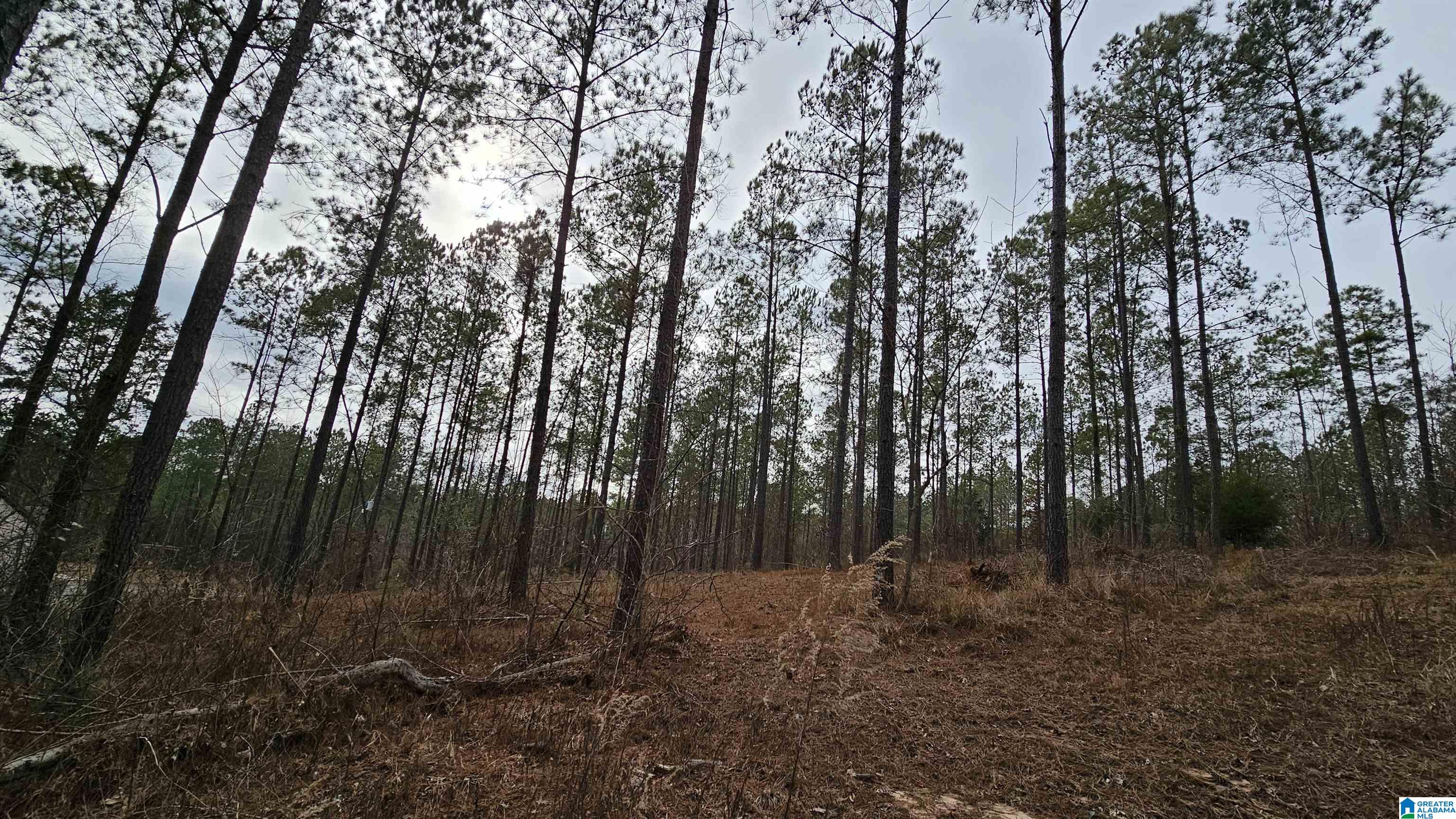 Homes for sale in Cottondale, AL | 14304 Hargrove Road E, Cottondale, AL 35453 | MLS# 21437687