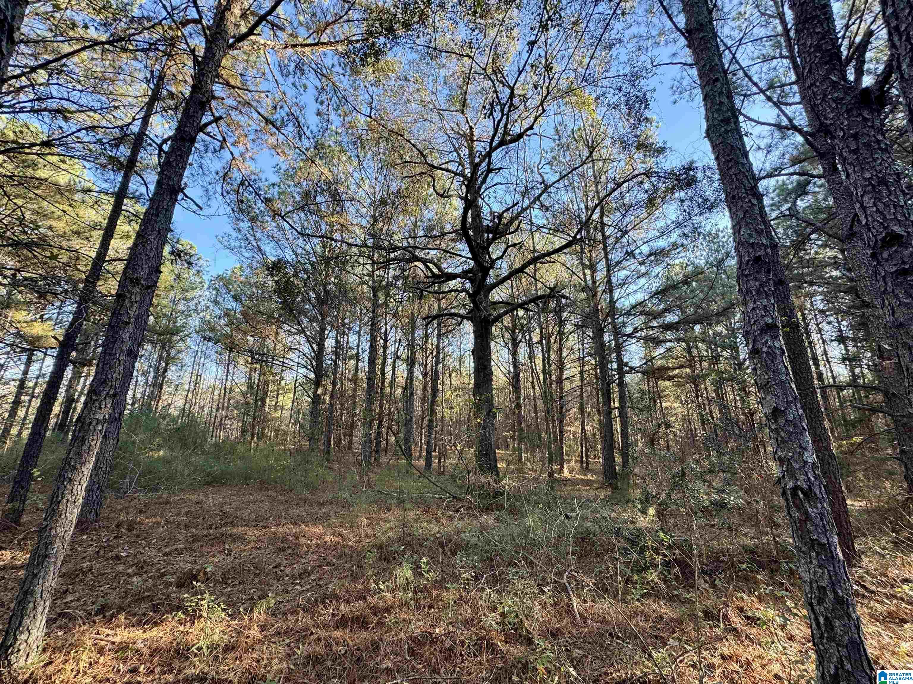 Homes for sale in West Blocton, AL | 100 Presbyterian Church Road, West Blocton, AL 35184 | MLS# 21437858