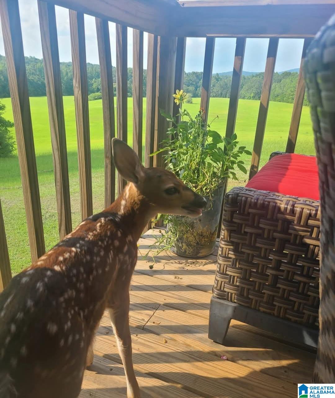 Homes for sale in Munford, AL | 2865 Jenifer Road, Munford, AL 36268 | MLS# 21438077