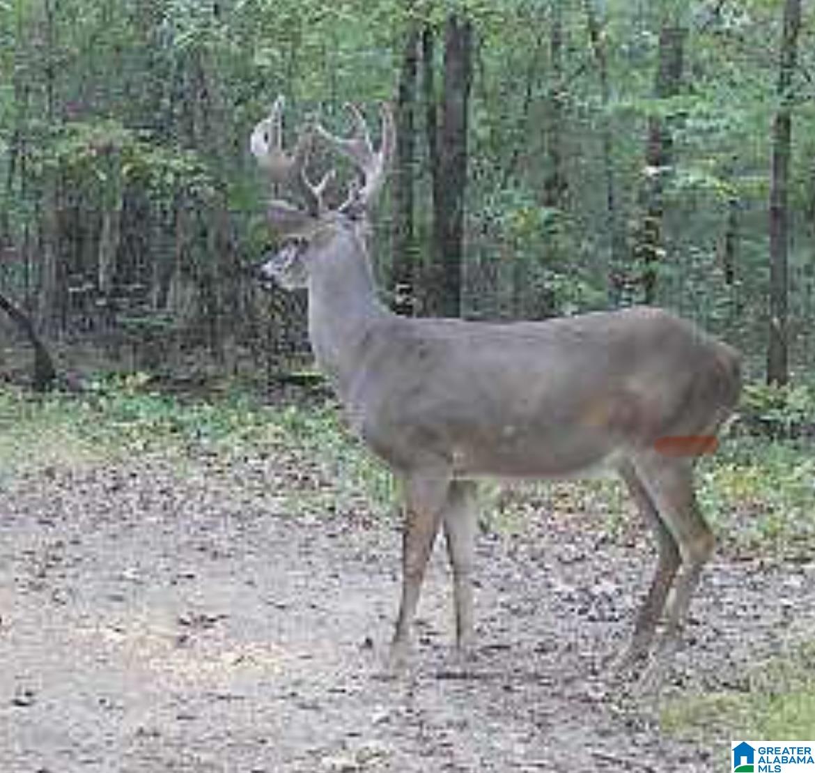 Homes for sale in Ashville, AL | 439 Wild Rose Trail, Ashville, AL 35953 | MLS# 21439066