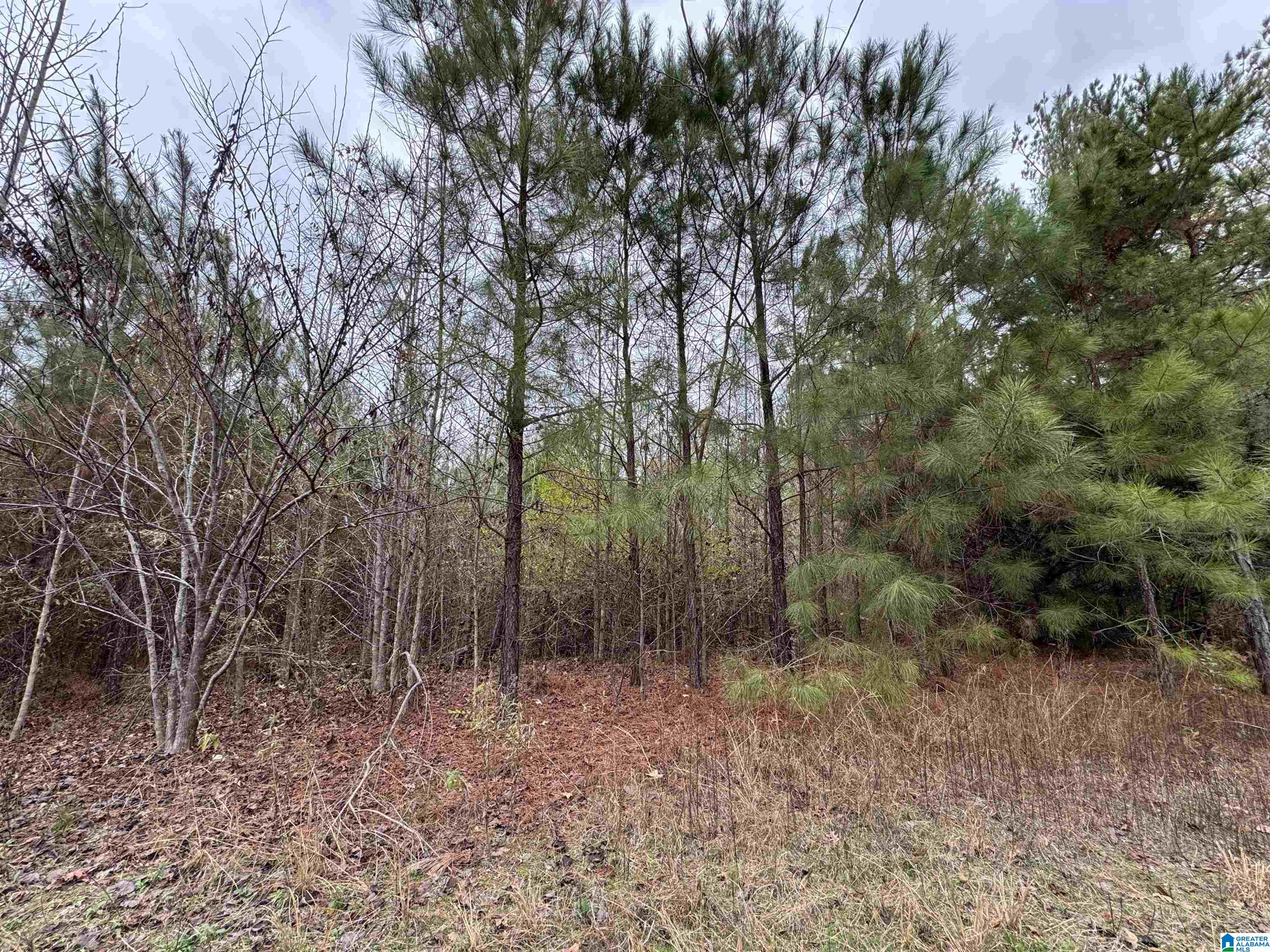 Homes for sale in Centreville, AL | 1830 Pine Tree Road, Centreville, AL 35042 | MLS# 21440070