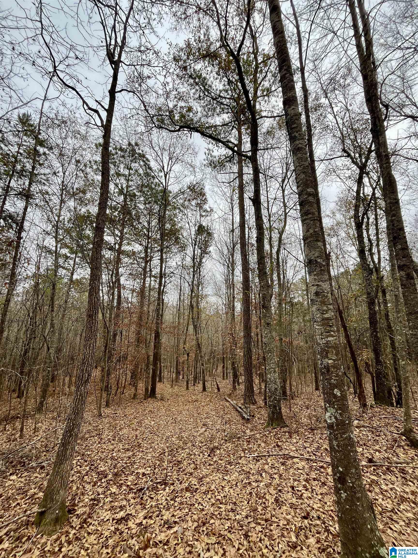 Homes for sale in Ashland, AL | 0 Jessie Ann Lane, Ashland, AL 36251 | MLS# 21440562