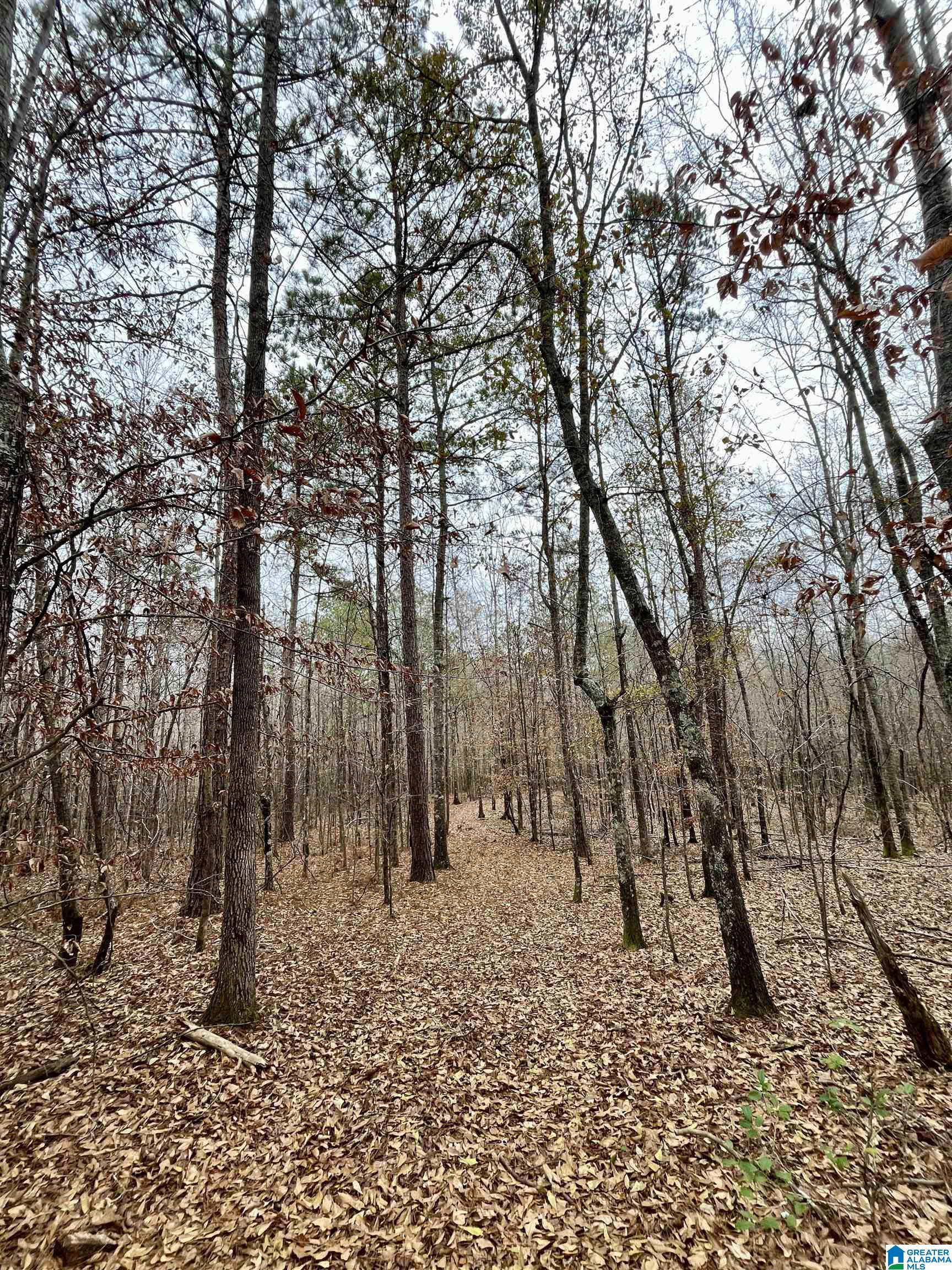 Homes for sale in Ashland, AL | 0 Jessie Ann Lane, Ashland, AL 36251 | MLS# 21440562