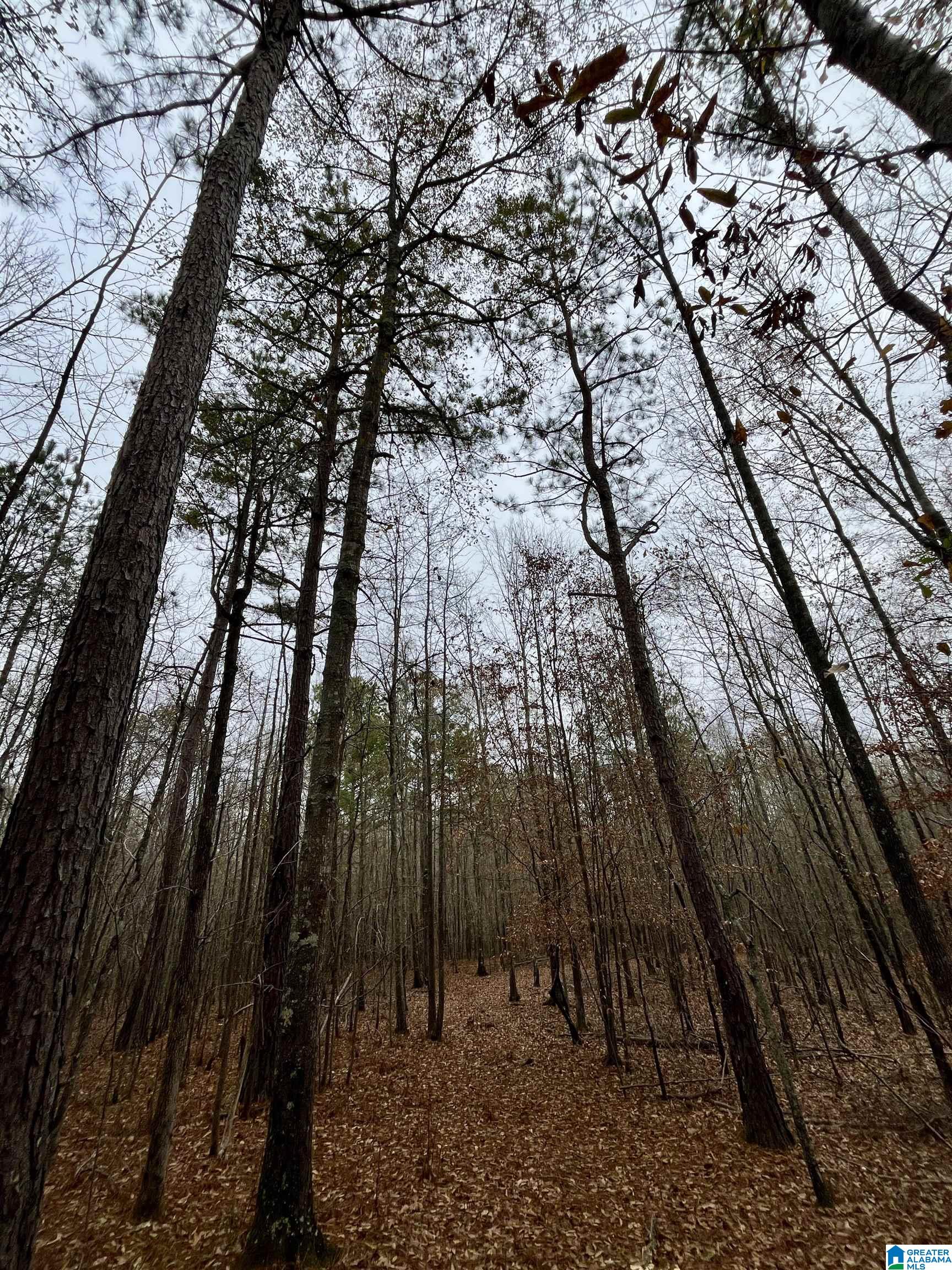 Homes for sale in Ashland, AL | 0 Jessie Ann Lane, Ashland, AL 36251 | MLS# 21440562