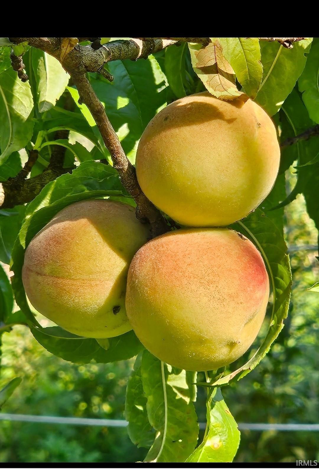 Homes for sale in Solsberry, IN | 11005 E Wagner Rd, Solsberry, IN 47459 | MLS# 202441467