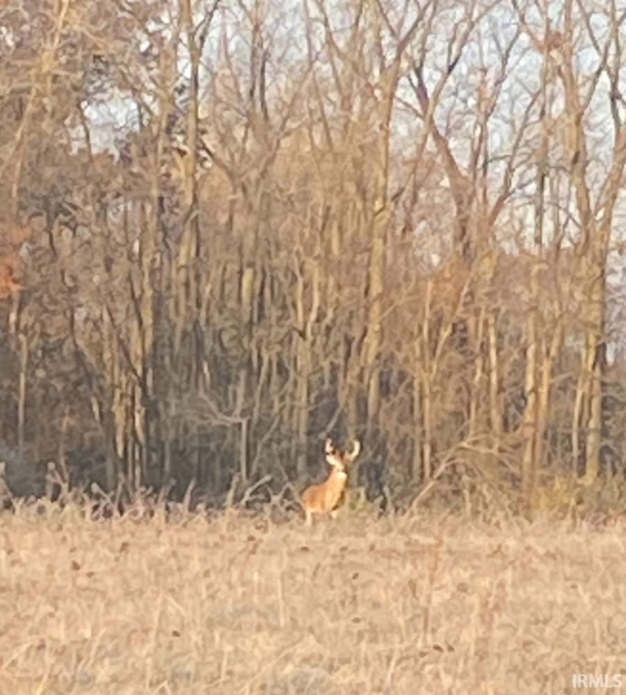 Photo 14 of 15386 MAKARIOS Pass