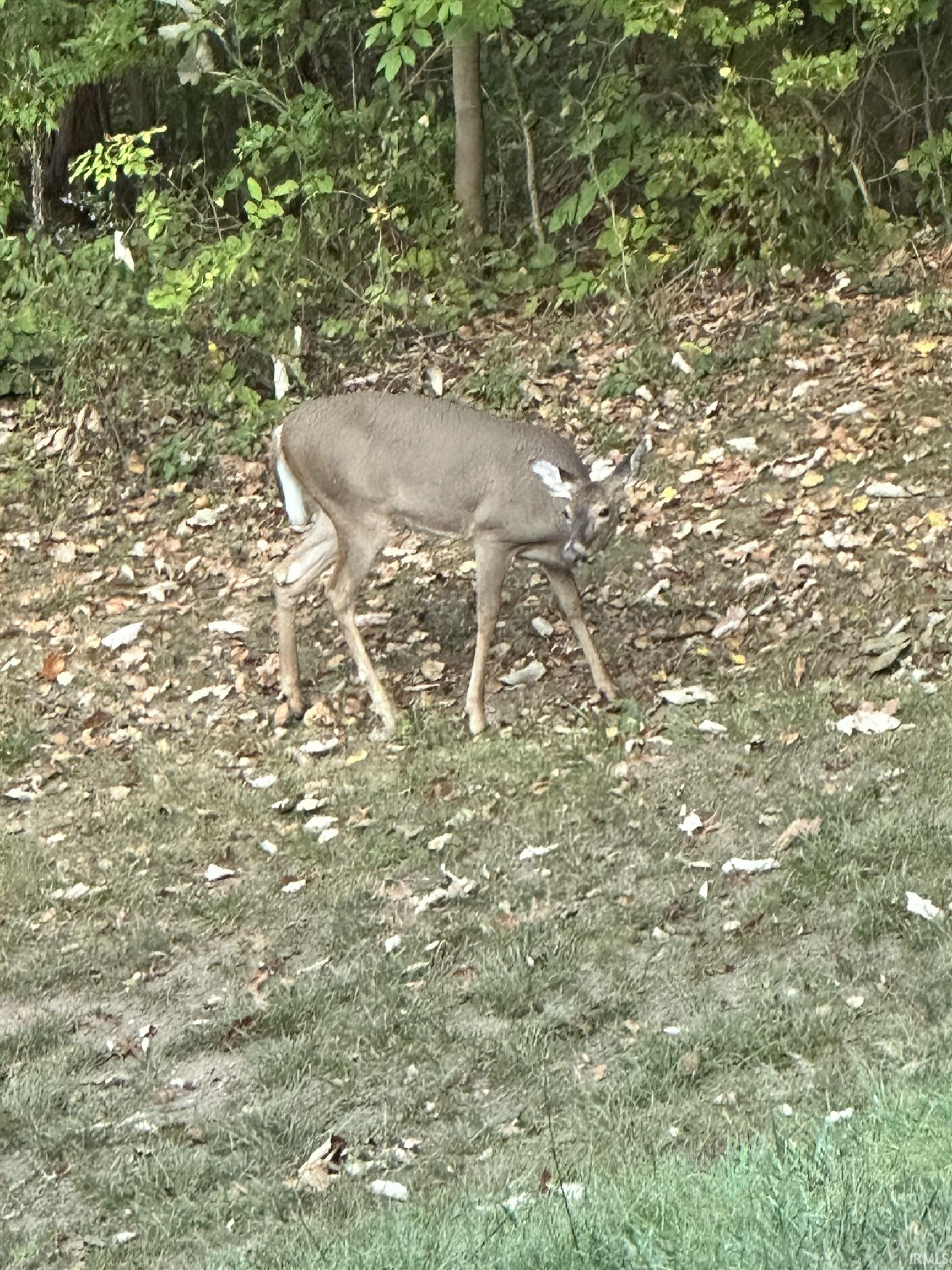 See deer from your home and porch year round!
