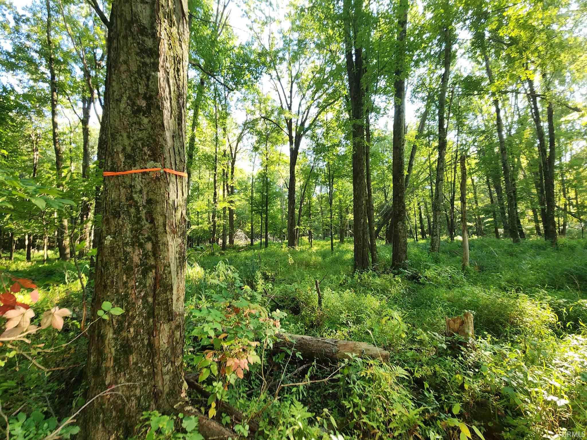Area 1 - Northeast woods near far northeast corner.