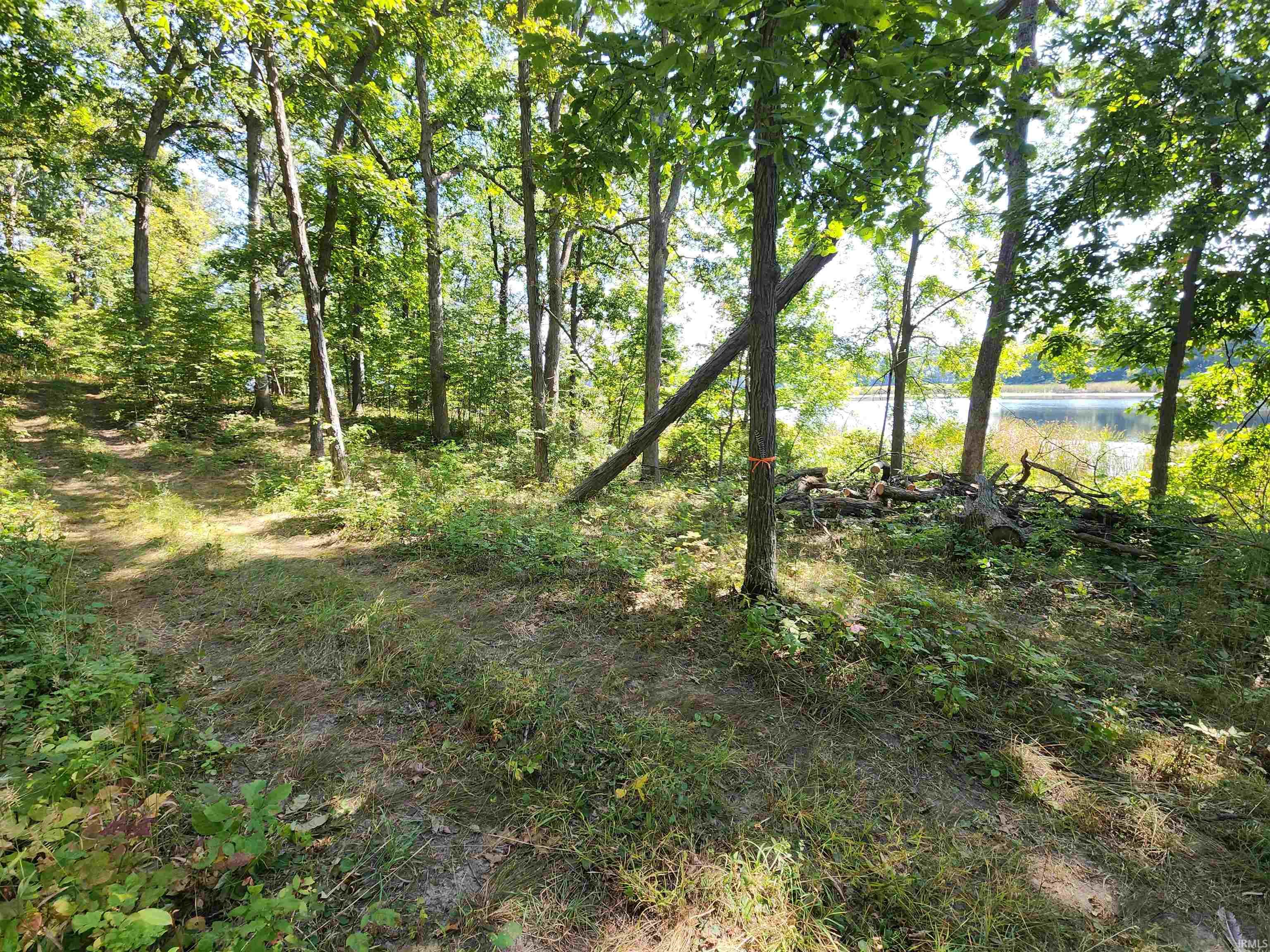 Lakefront Path East of Lodge along Lakefront in NE Woods (Area 1 on Reference Sheet)