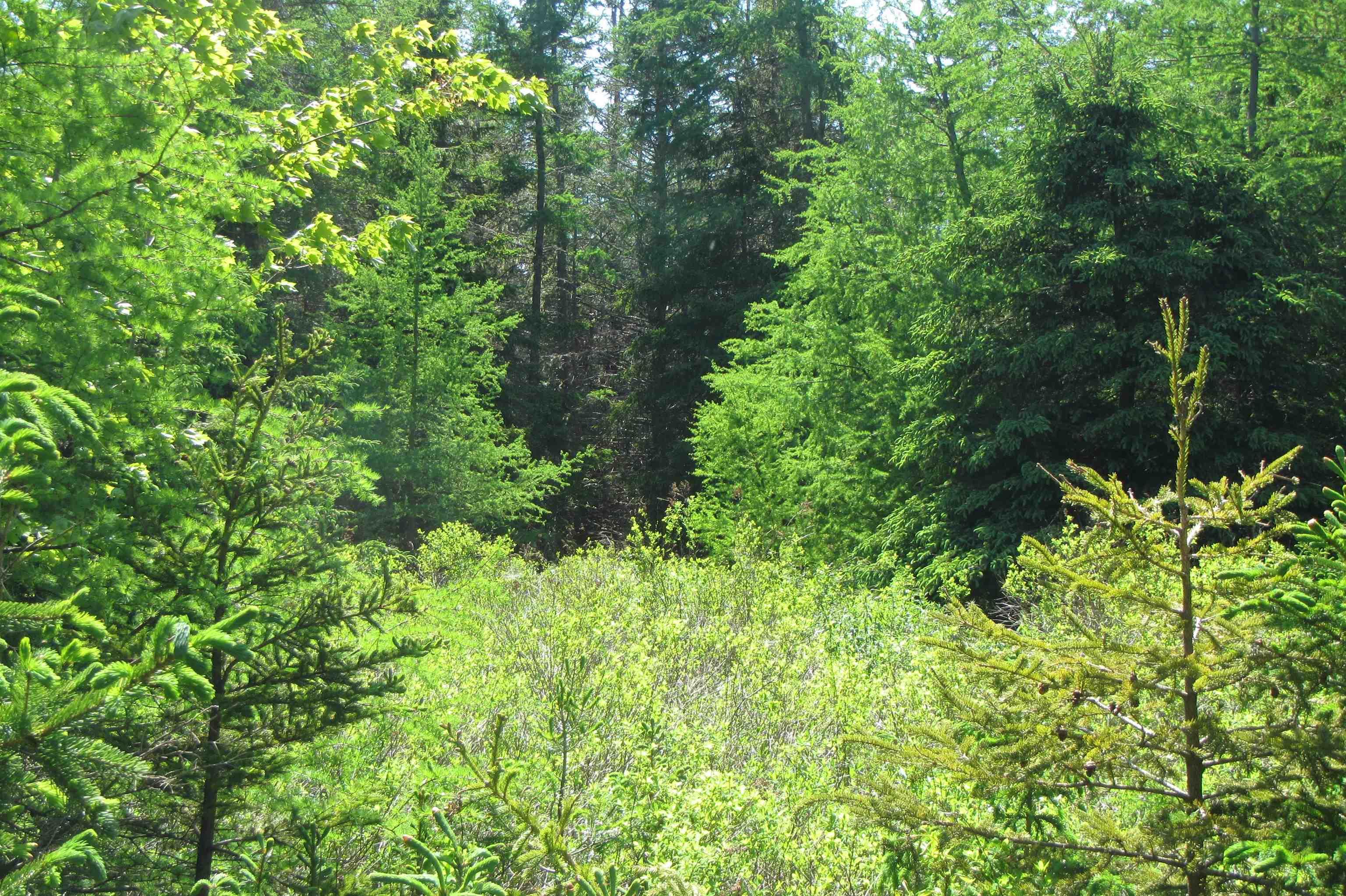 $85,000.00: Lots 3 & 4 0 Canis Albus Lane, French Road