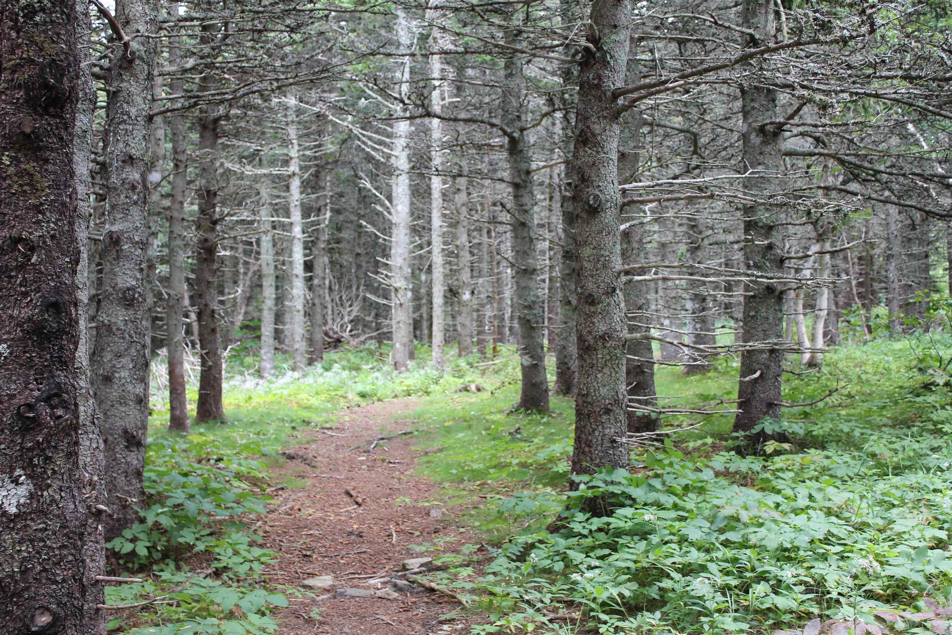 90AC Meat Cove Road 