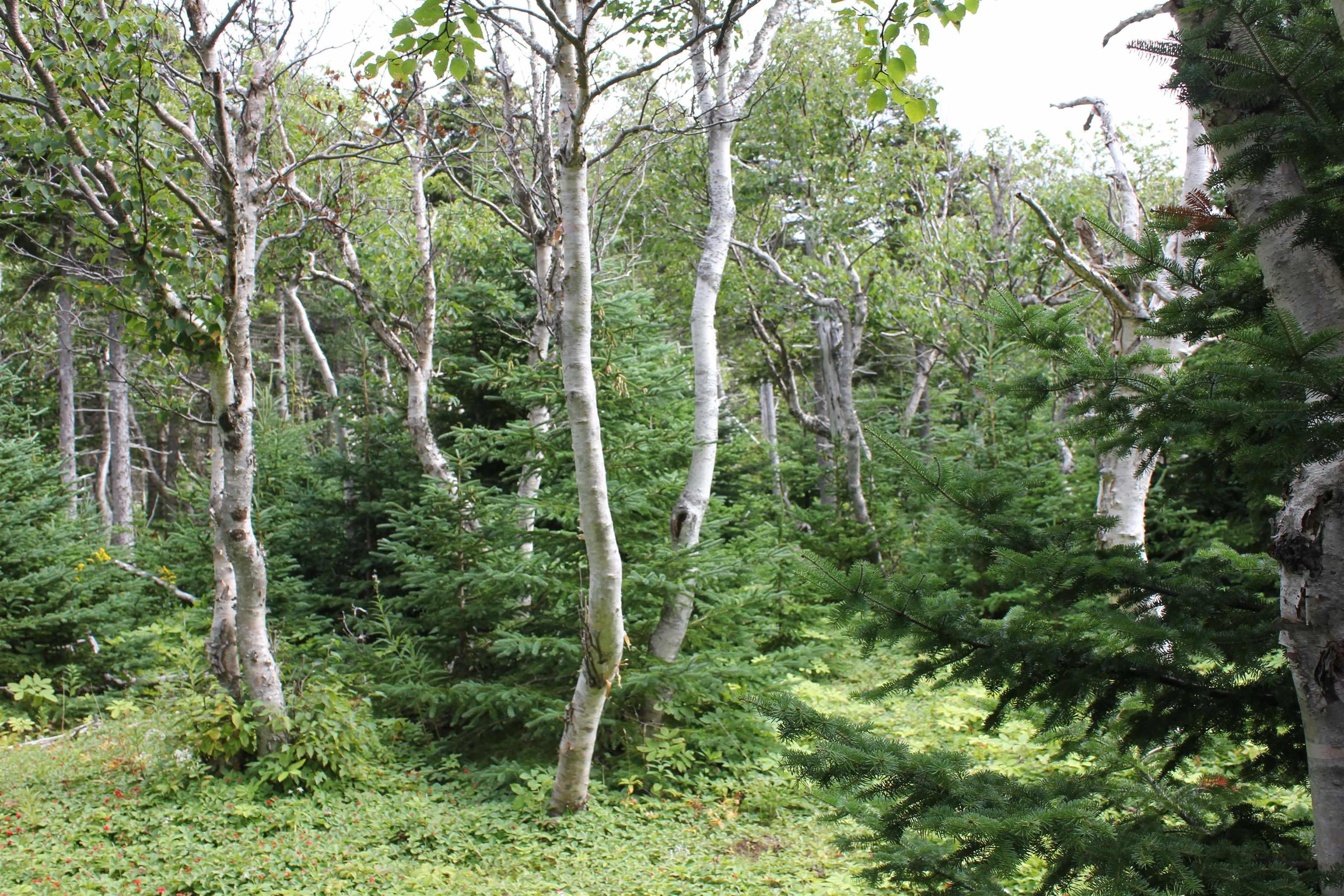 90AC Meat Cove Road 