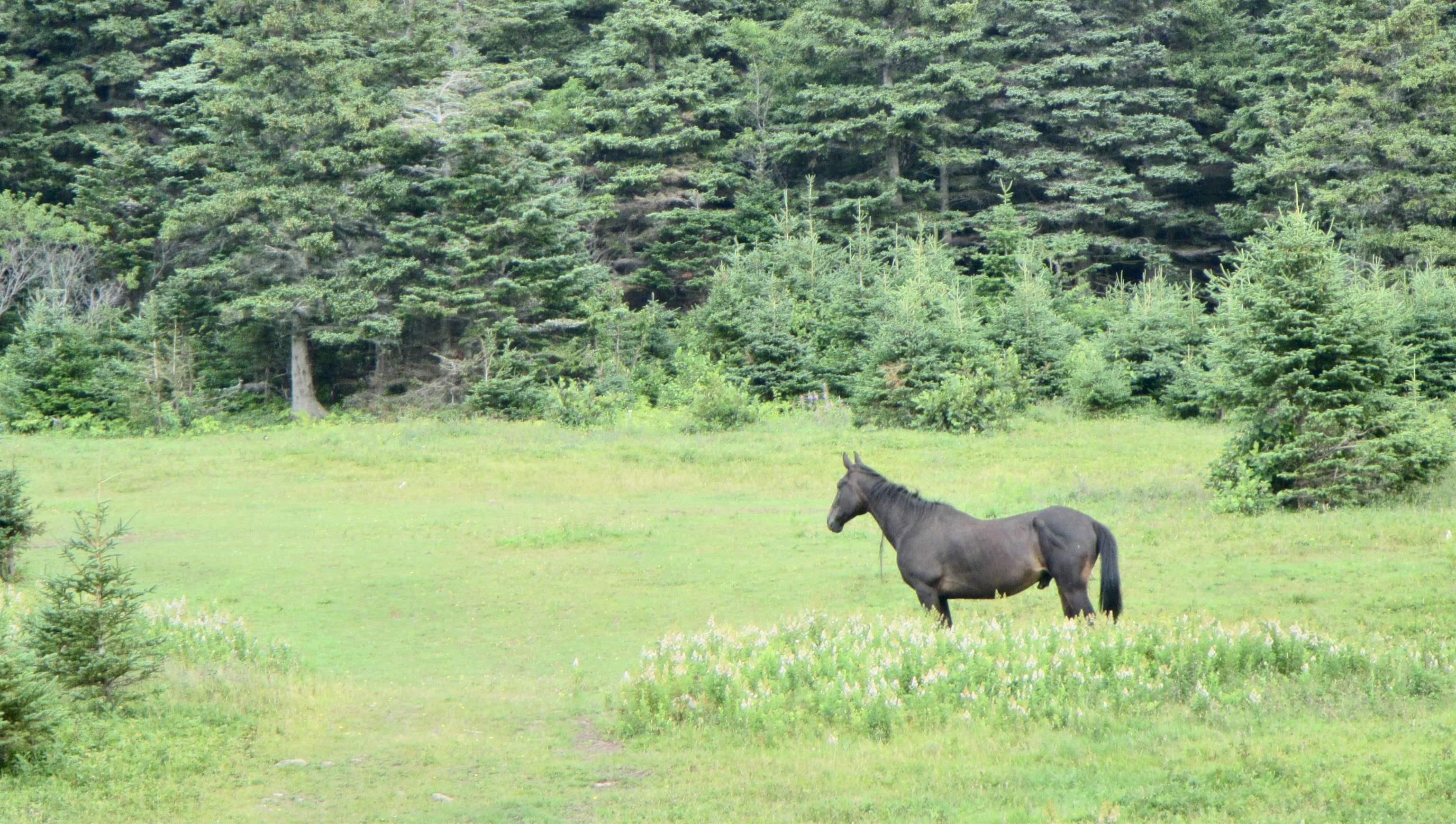 90AC Meat Cove Road 