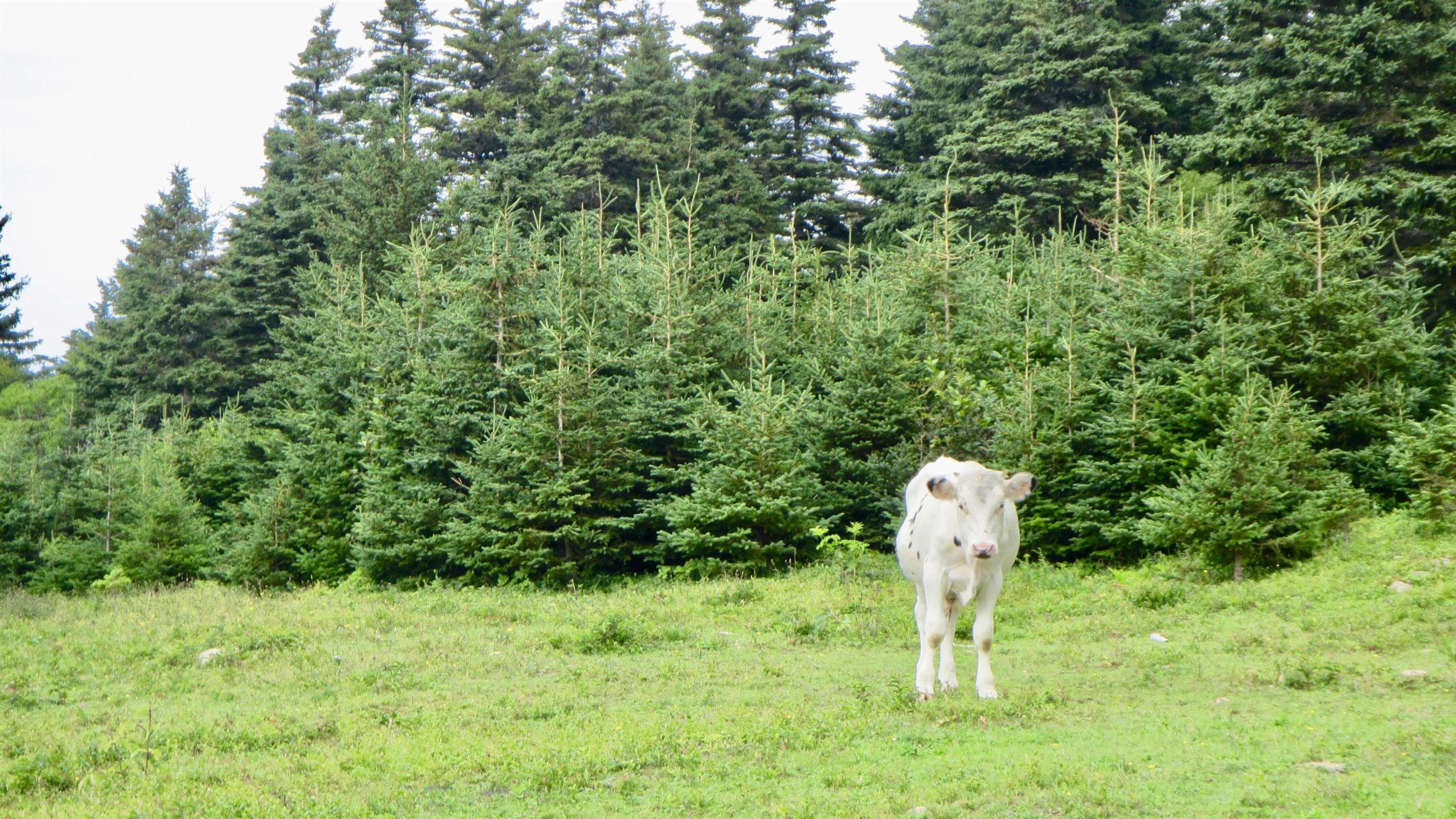 90AC Meat Cove Road 