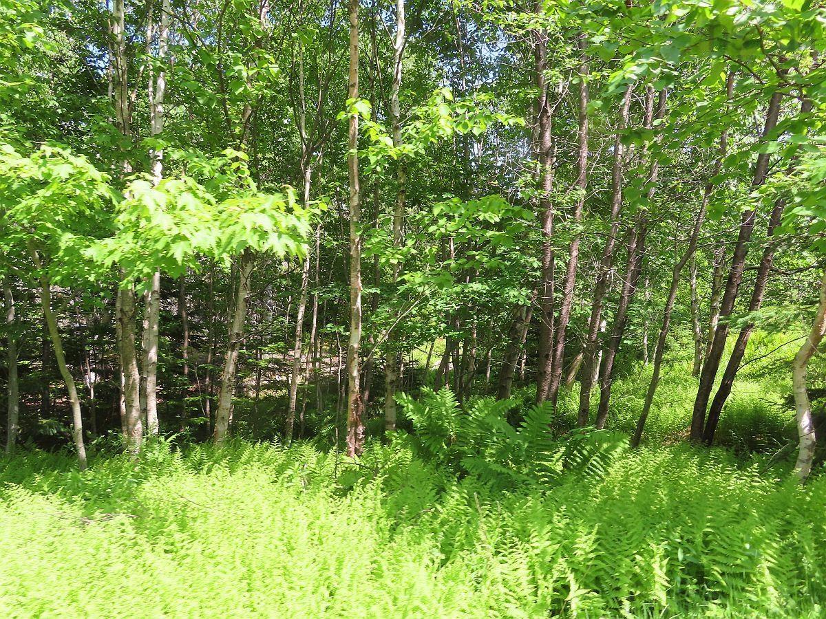 $54,000.00: 99-5 72 Naturer Dream P Boulevard, Roberta