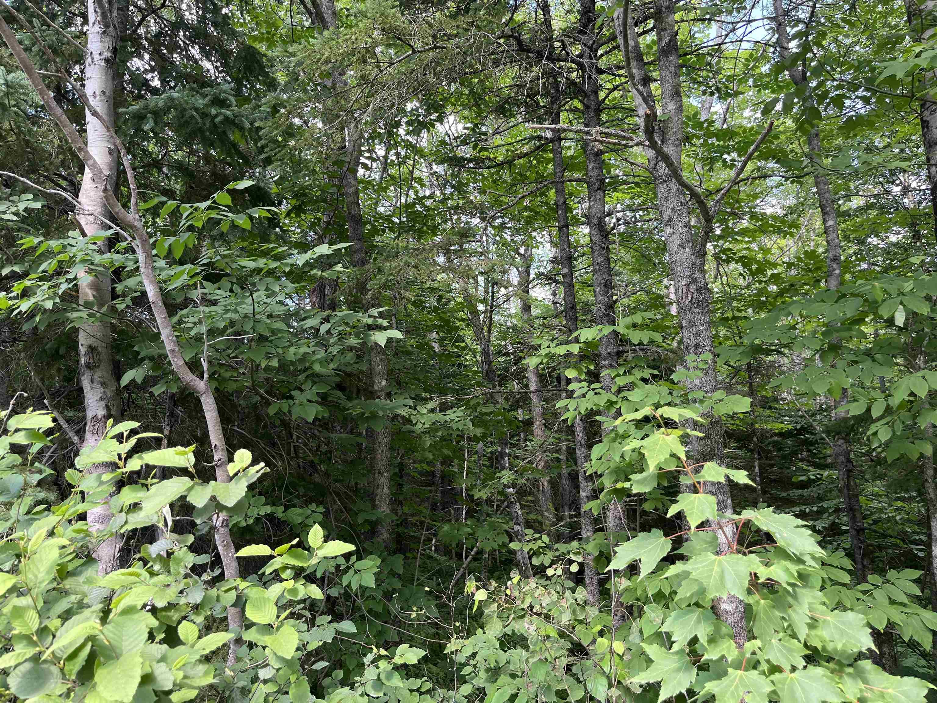 $39,900.00: 2 Lot 2 Butler Road Road, Forest Home