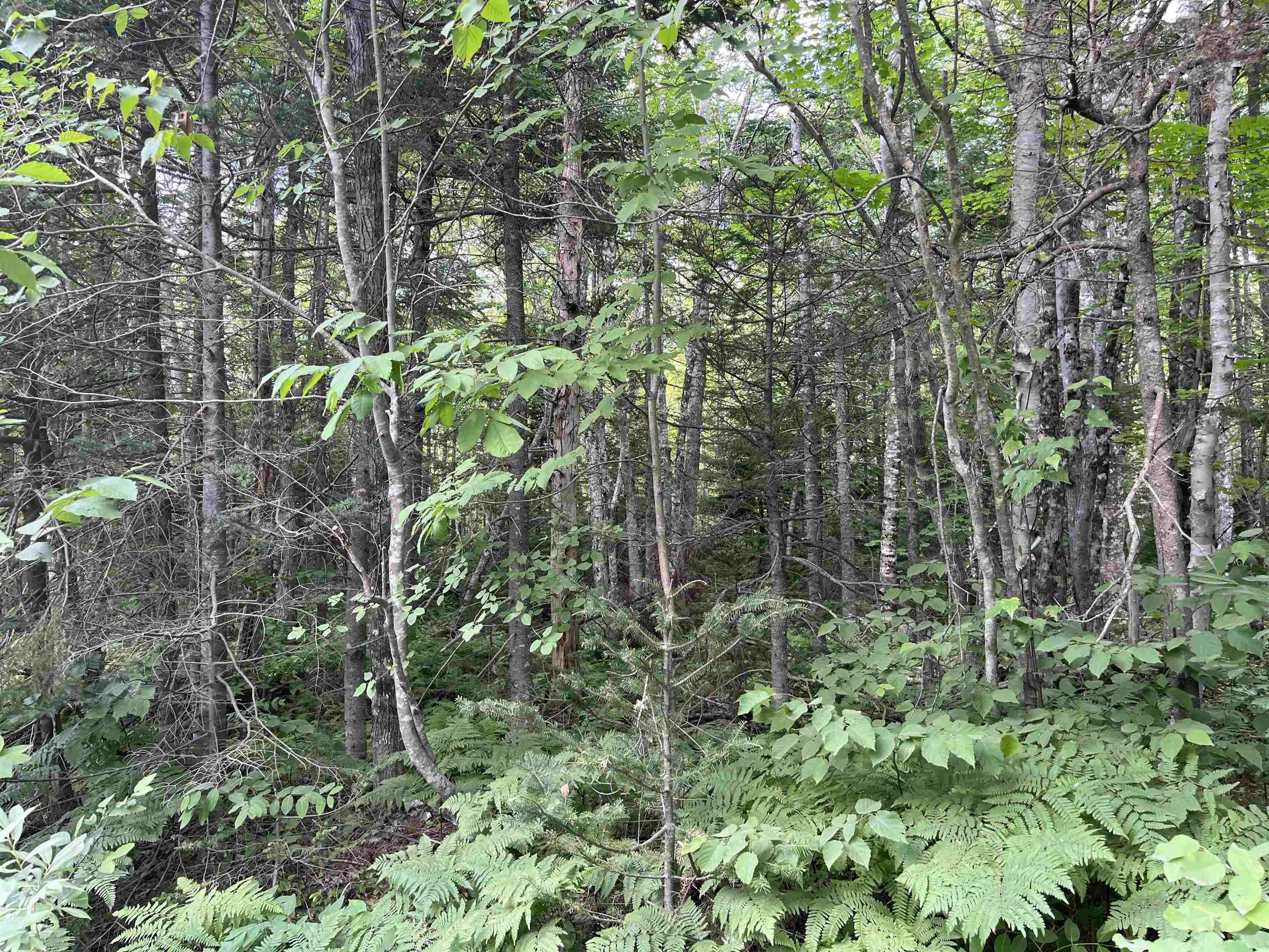 $39,900.00: 5 Lot 5 Butler Road Road, Forest Home