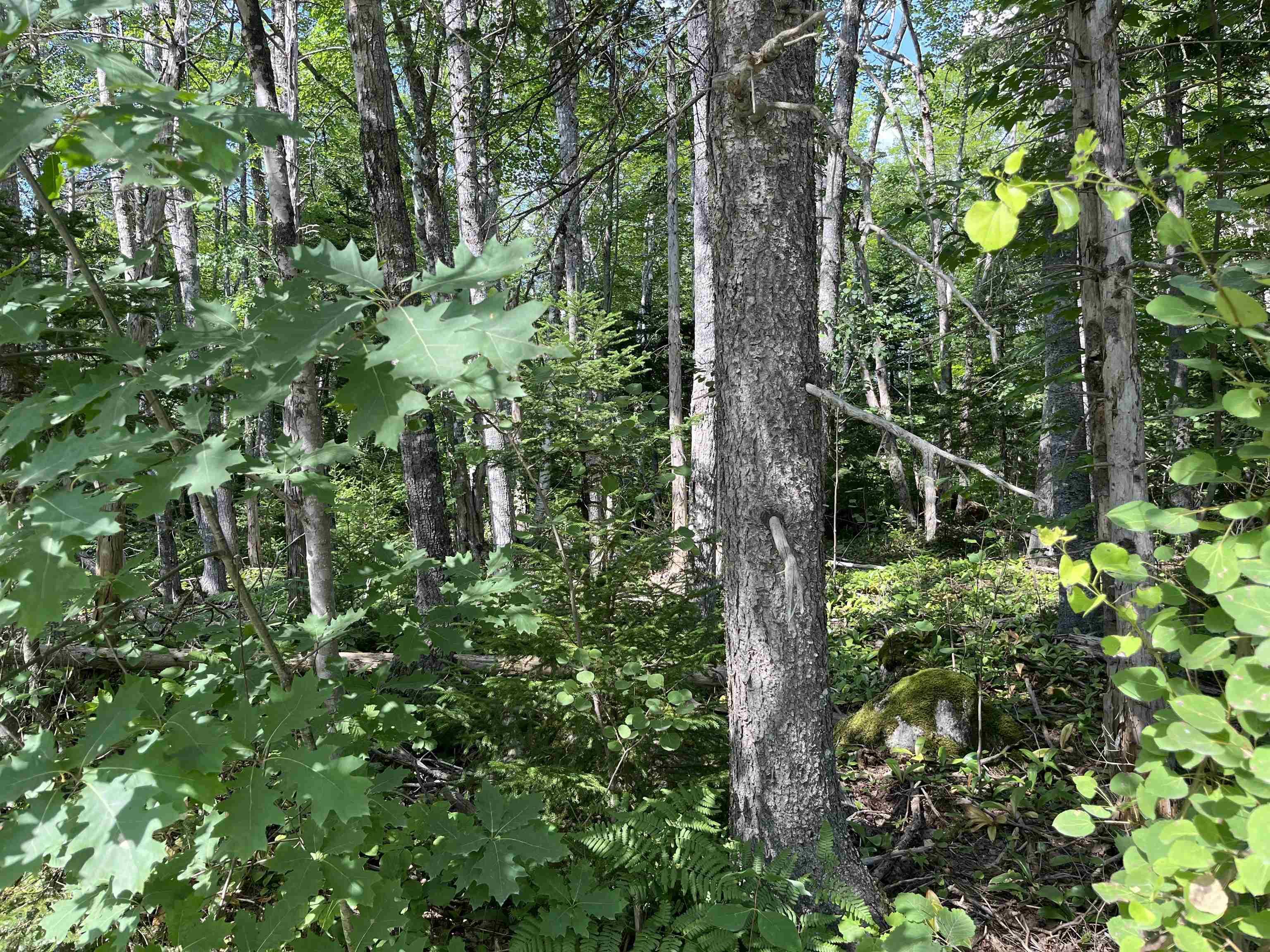 $39,900.00: 7 Lot 7 Butler Road Road, Forest Home