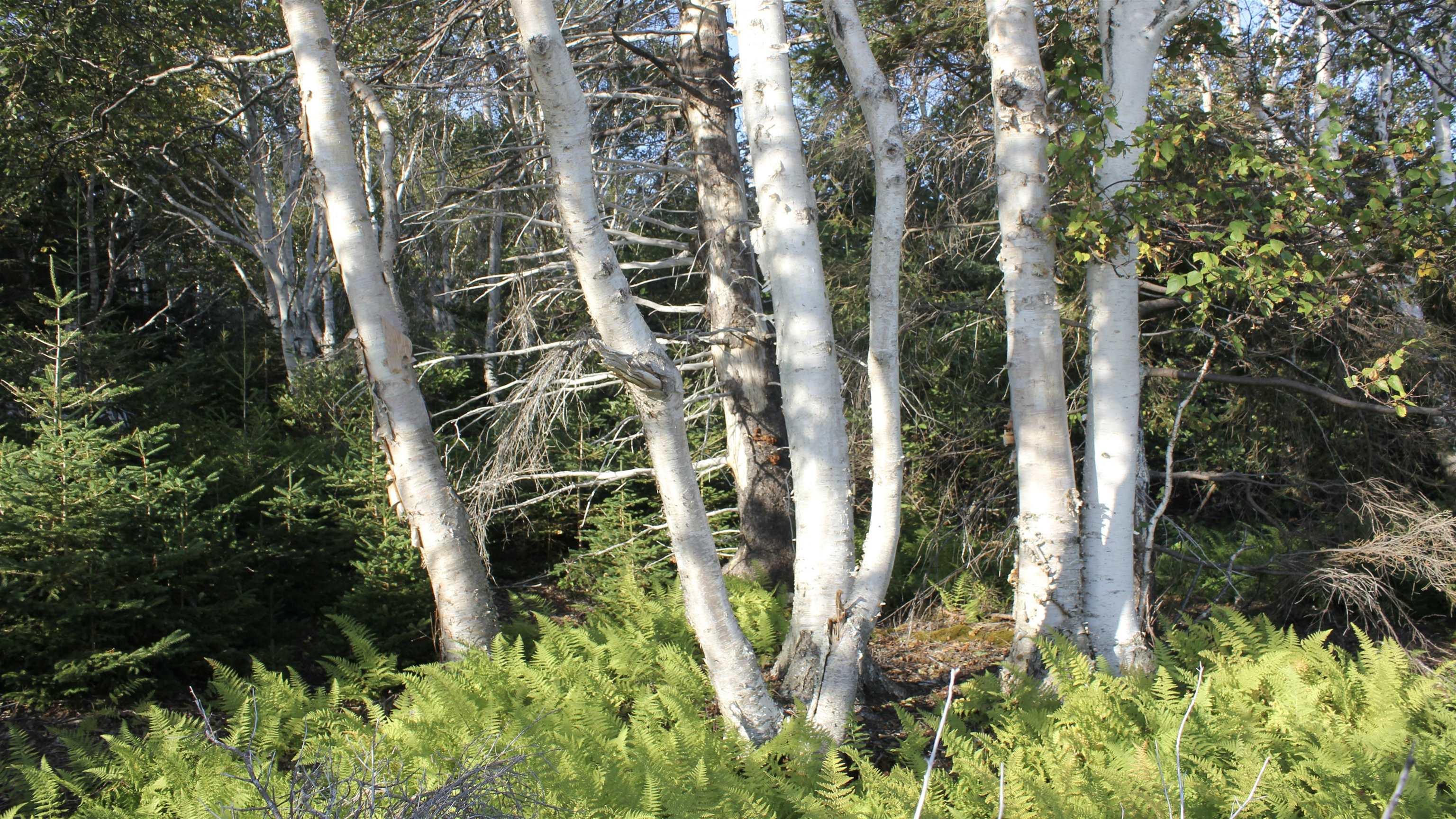 $1,395,000.00: 4 Islands Marble Mountain Road, Marble Mountain