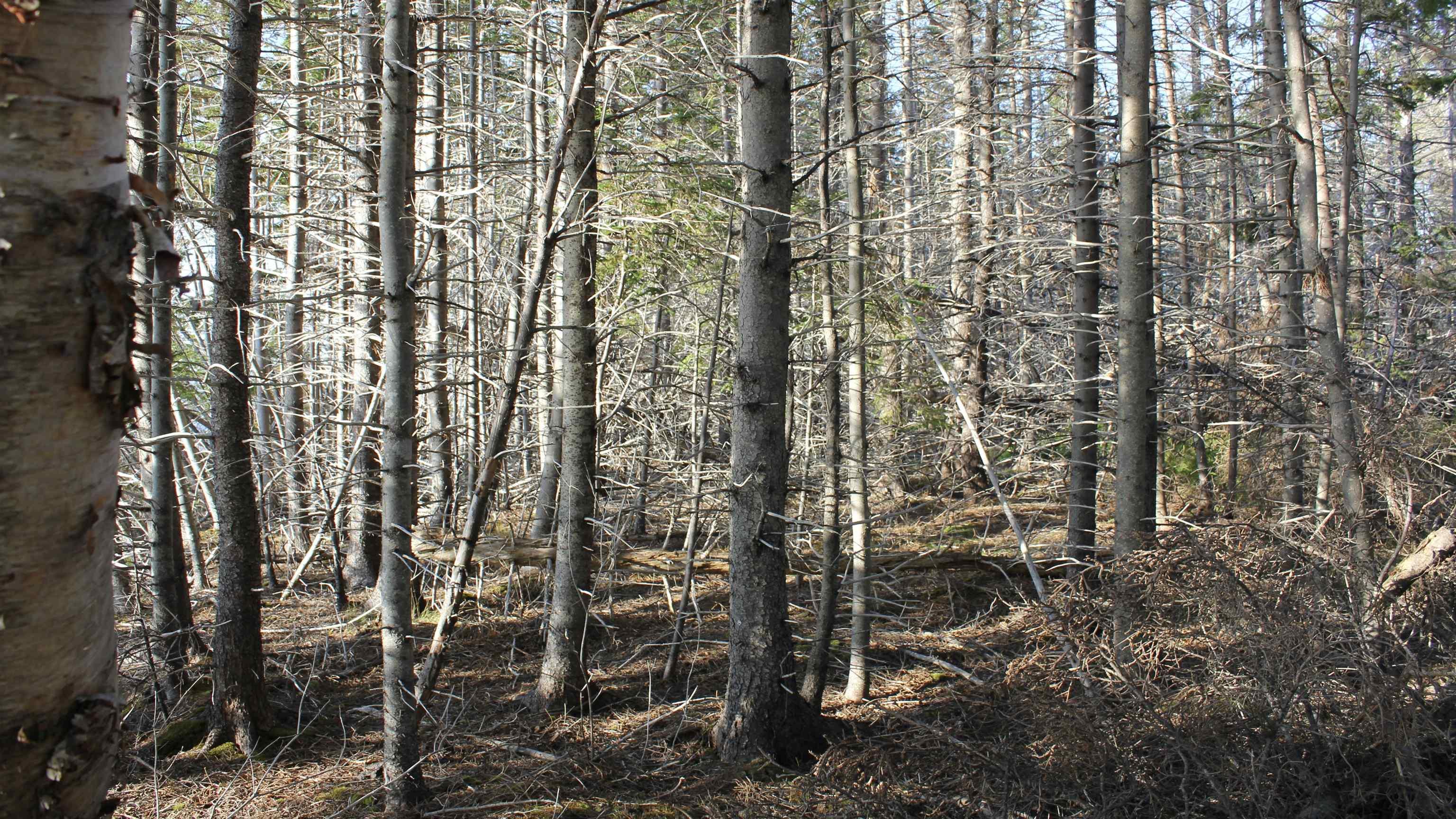 $1,395,000.00: 4 Islands Marble Mountain Road, Marble Mountain