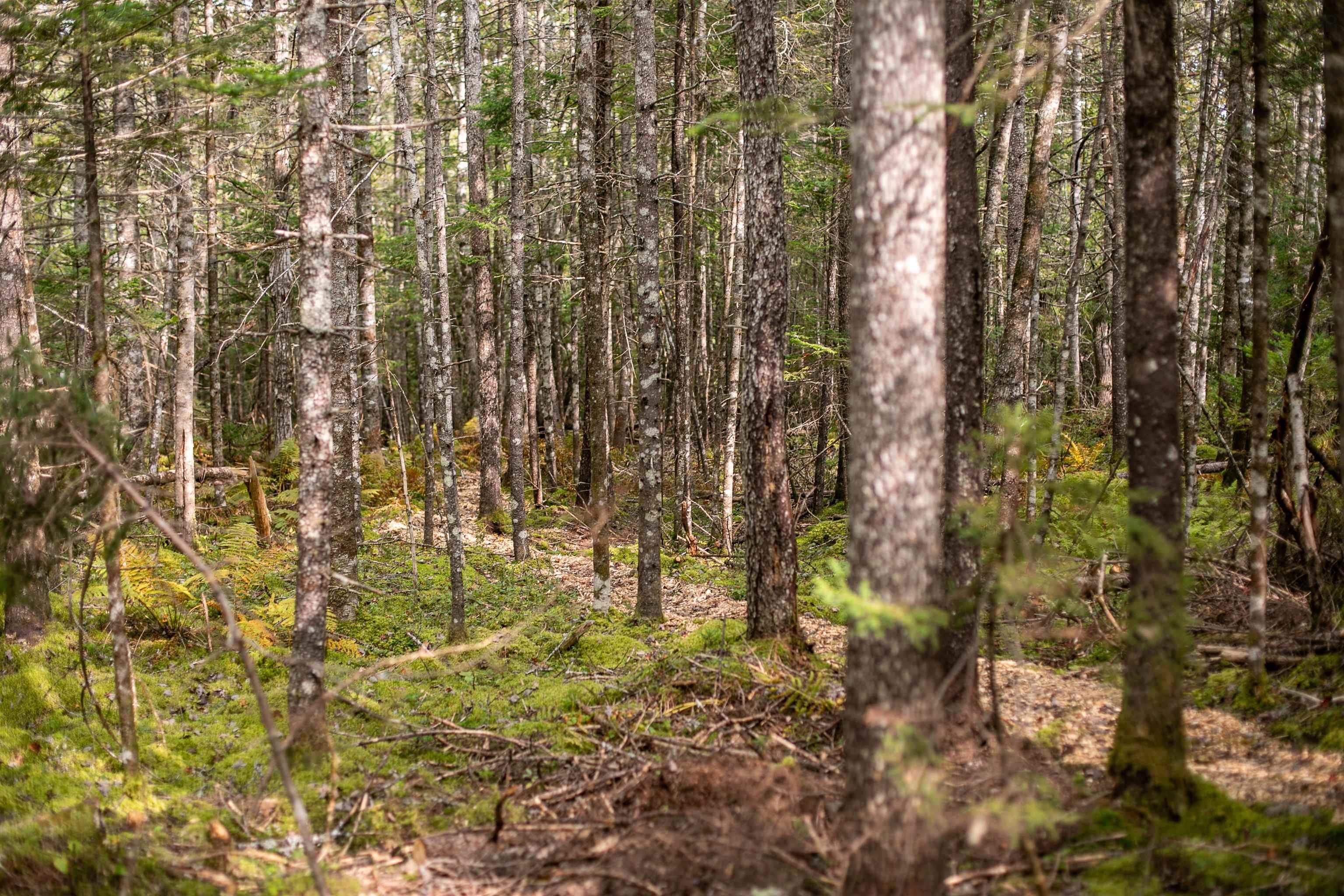 $145,000.00: Lot 2 Stamping Mill Lane, Chester Basin