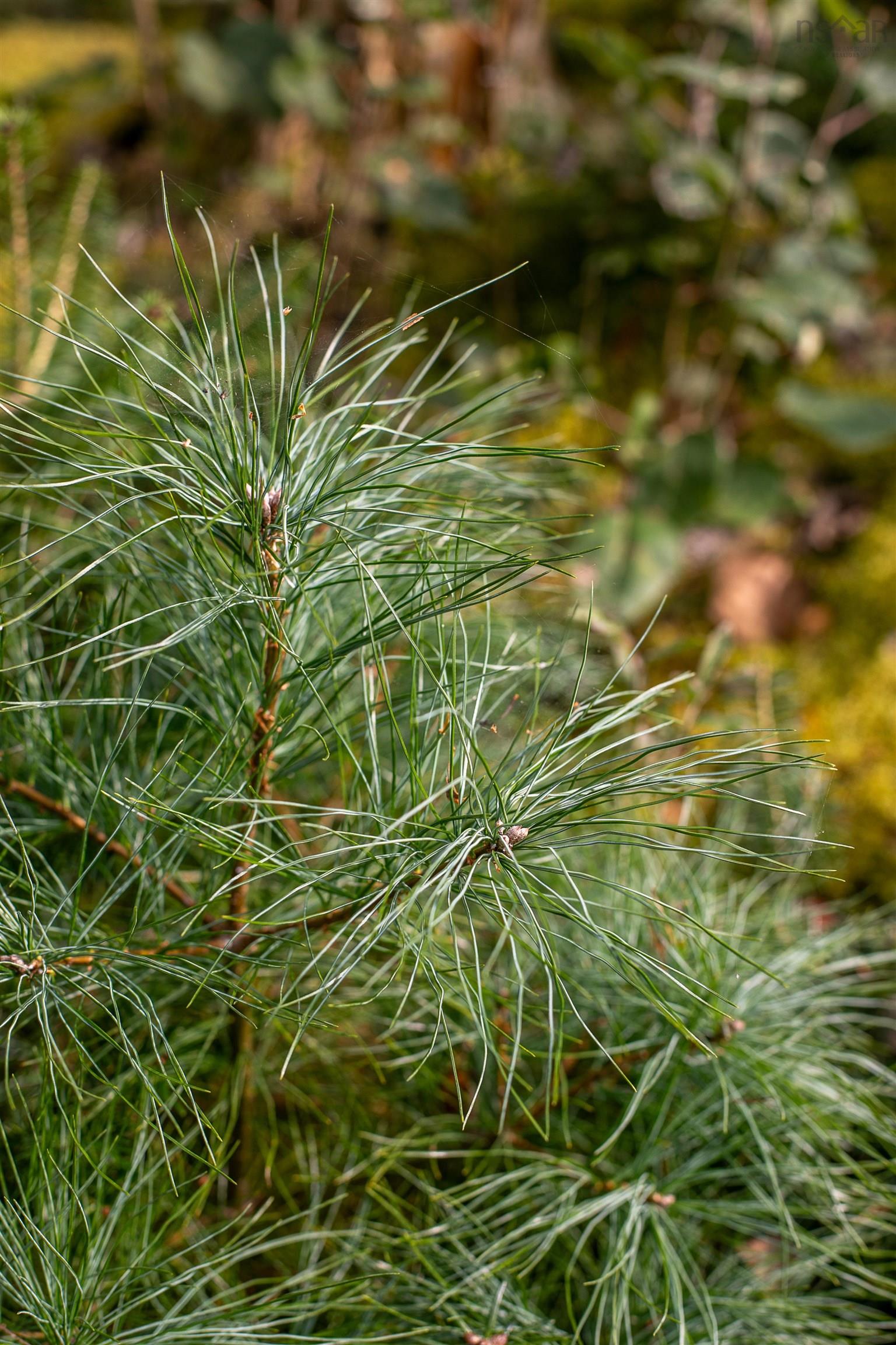 $145,000.00: Lot 2 Stamping Mill Lane, Chester Basin